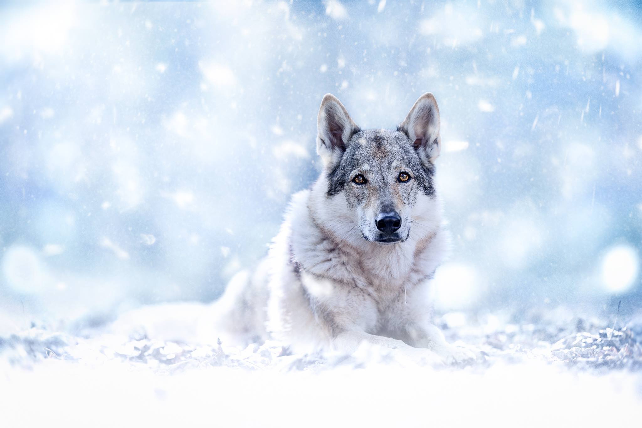423825 Hintergrundbild herunterladen tiere, wolfshund, starren, wolf, hunde - Bildschirmschoner und Bilder kostenlos