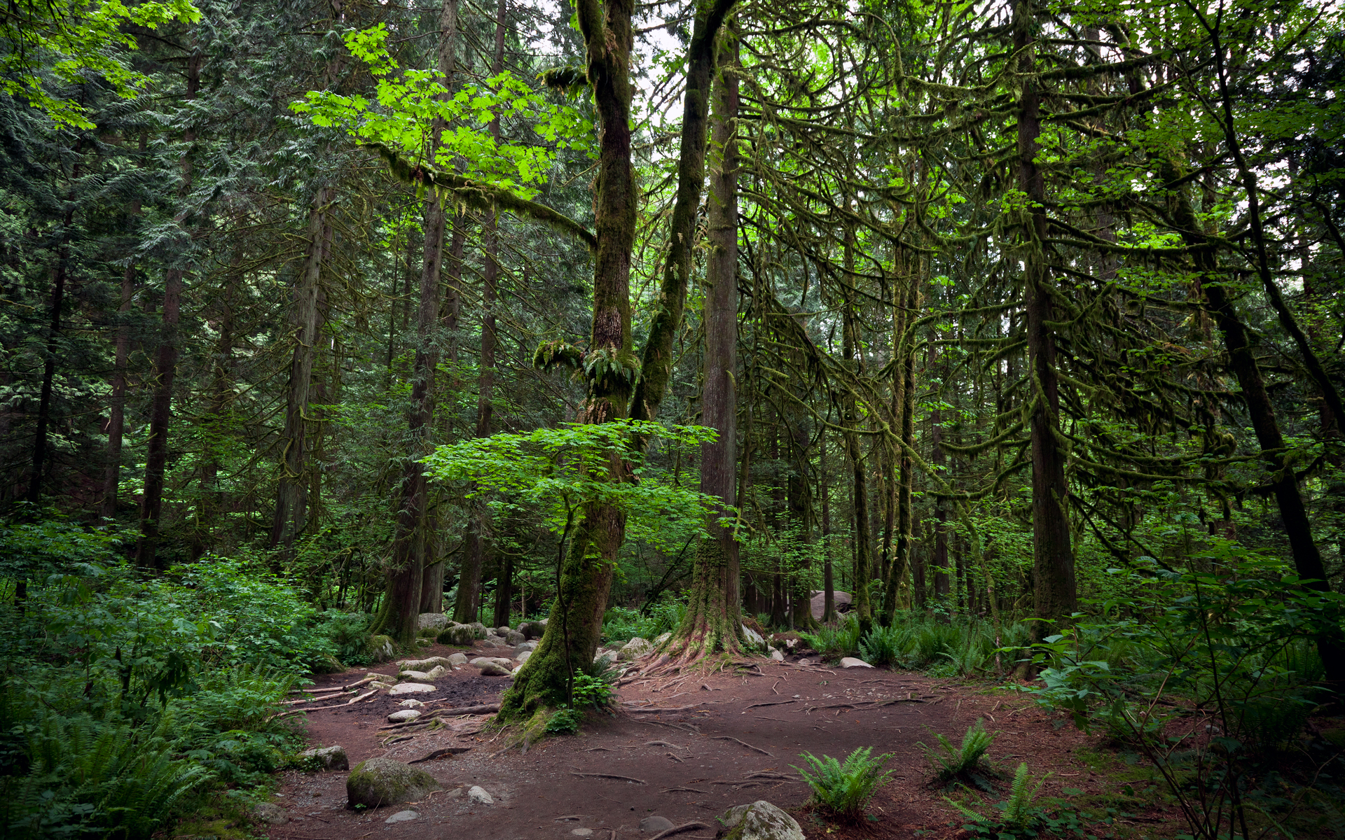 Téléchargez des papiers peints mobile Forêt, Terre/nature gratuitement.