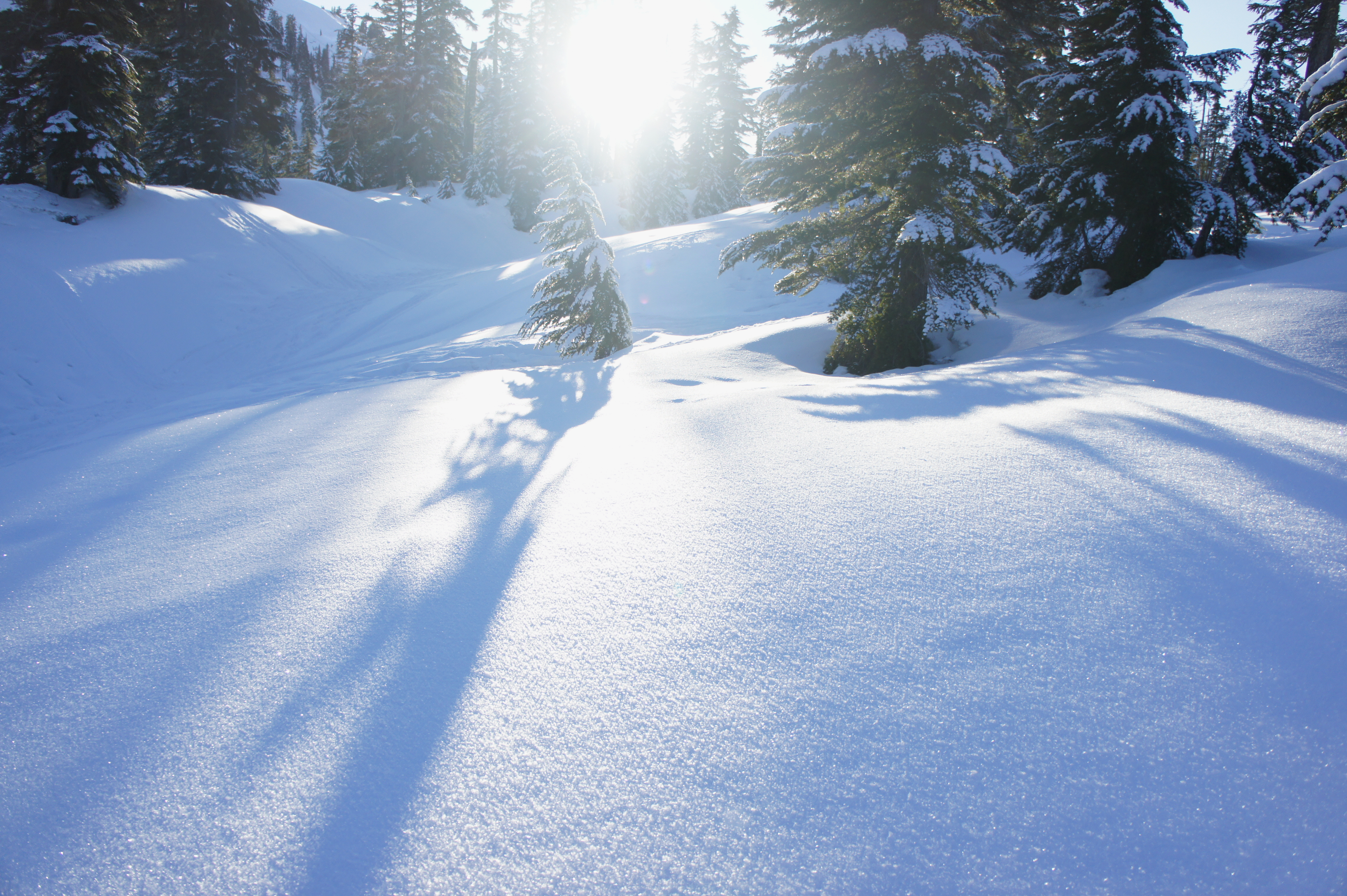 138301 télécharger l'image neige, hiver, nature, arbres, les dérives, dérives, lumière du soleil - fonds d'écran et économiseurs d'écran gratuits