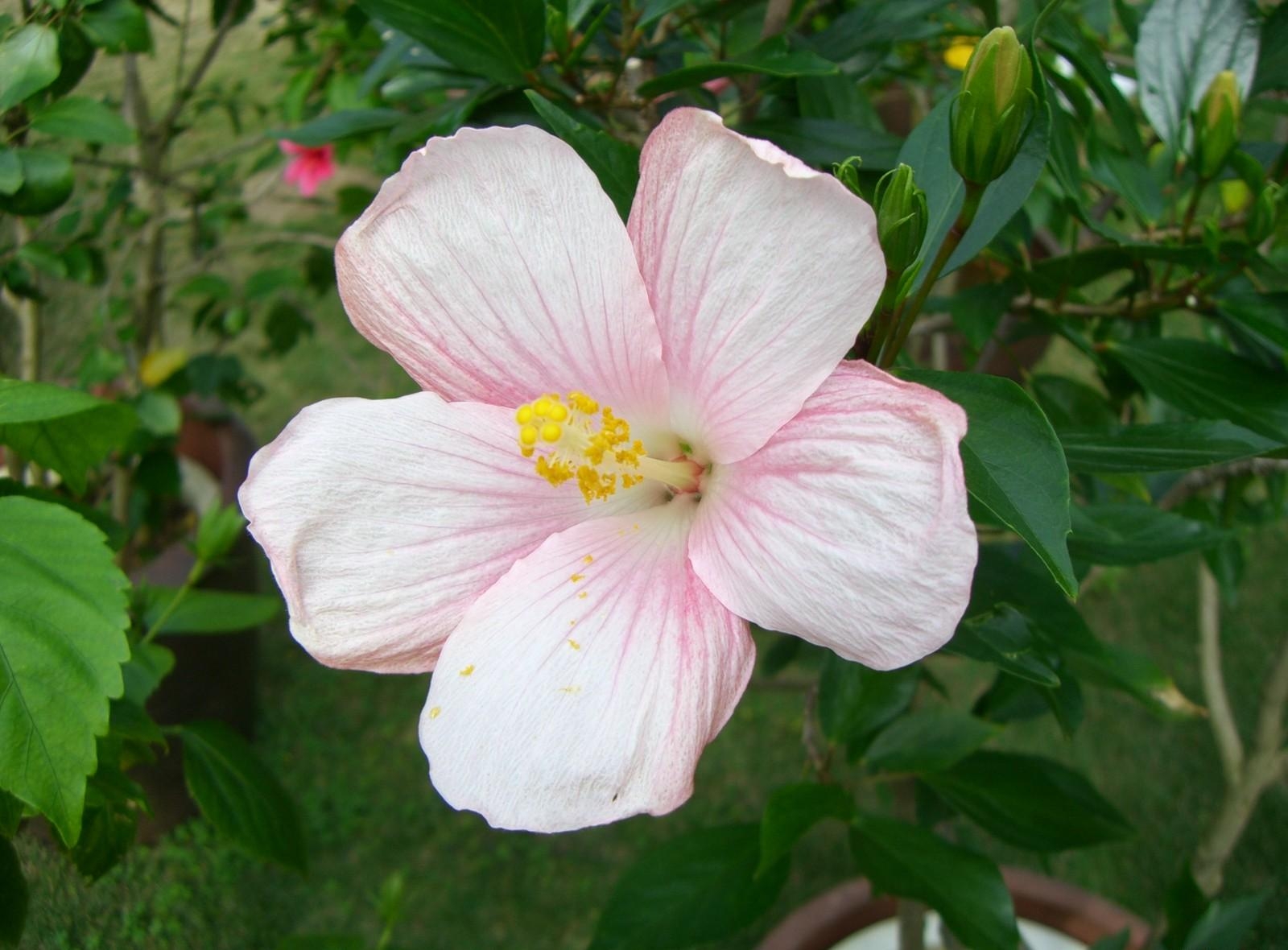 134362 baixar papel de parede flores, rosa, florescer, floração, cor de rosa, buds, botões, macio, tenro, hibiscus, hibisco - protetores de tela e imagens gratuitamente