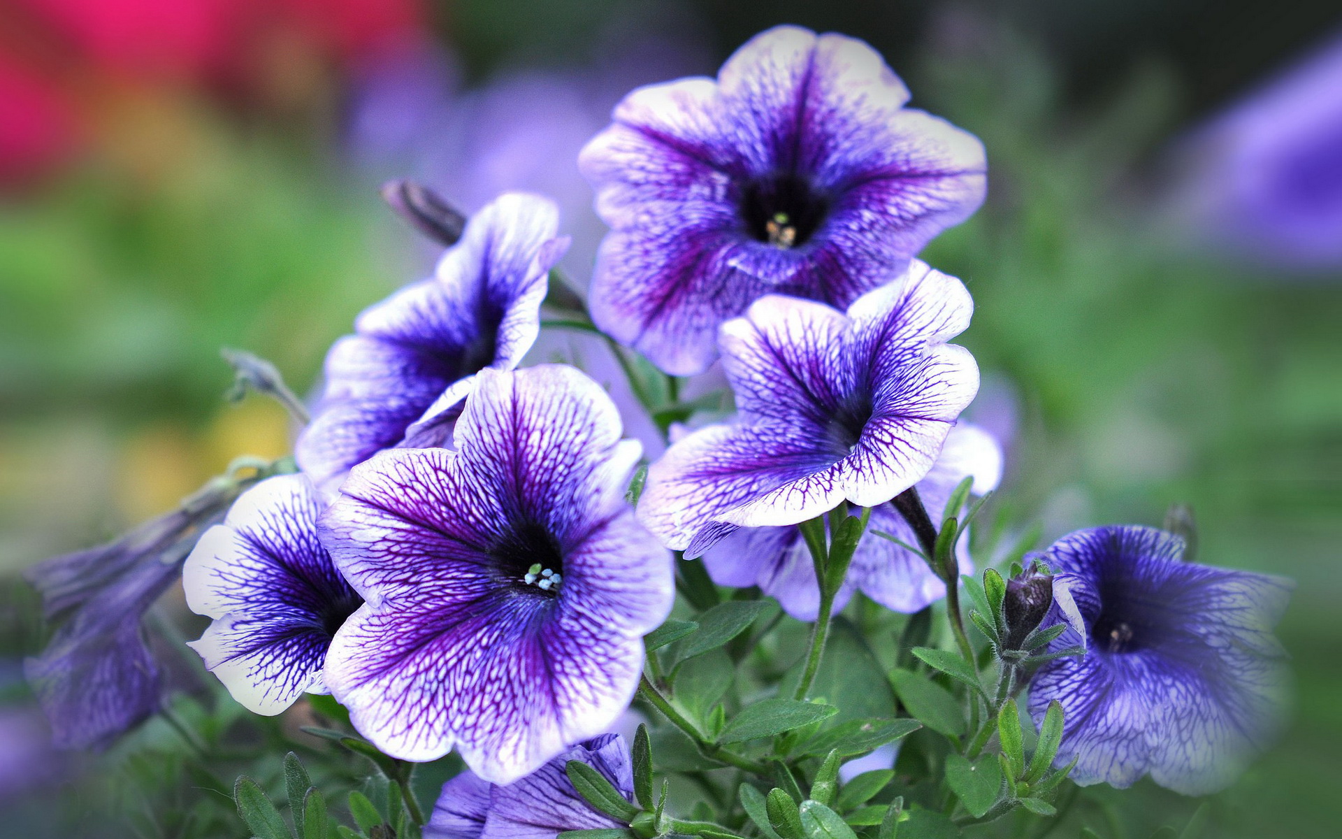 Descarga gratuita de fondo de pantalla para móvil de Flores, Flor, Tierra/naturaleza.