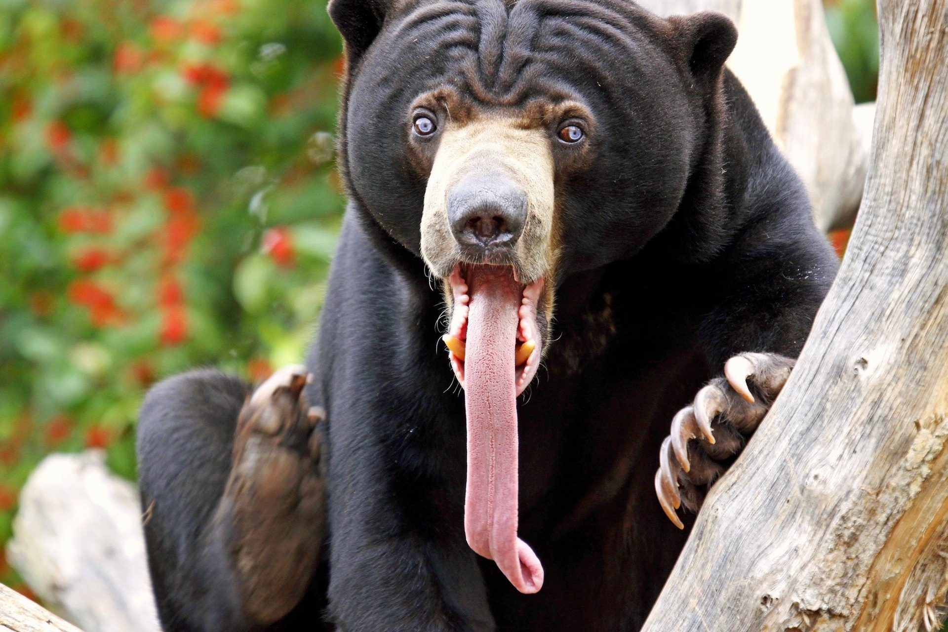 bear, animals, color, language, tongue, surprise, astonishment, long tongue