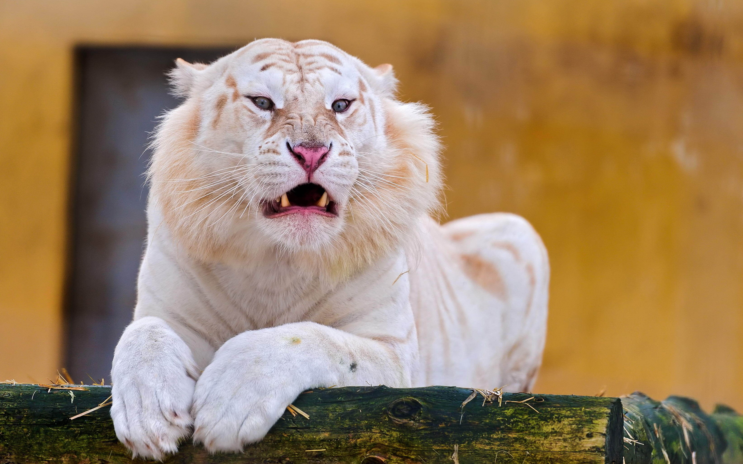 Free download wallpaper Animal, White Tiger on your PC desktop