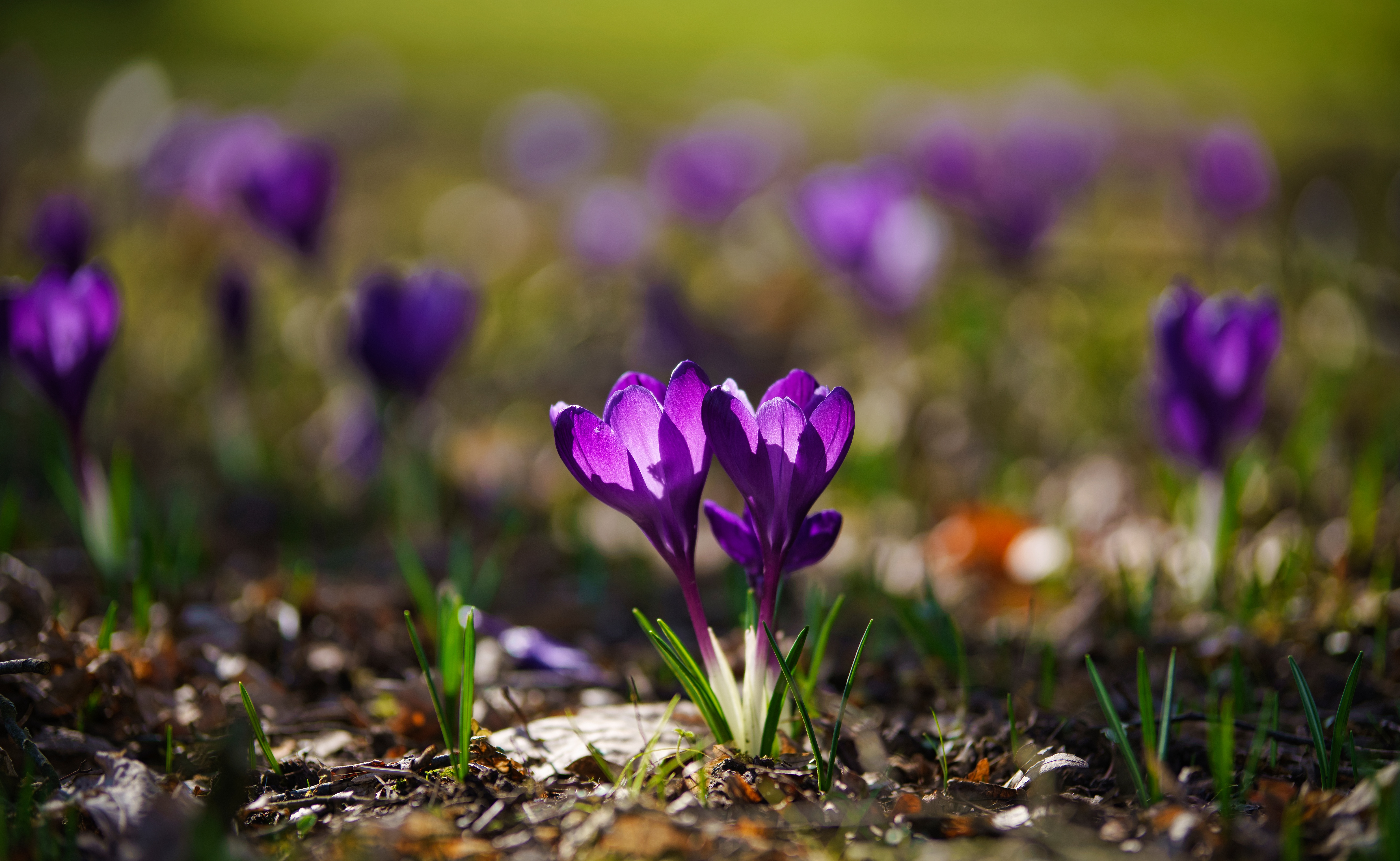 Descarga gratis la imagen Flores, Flor, De Cerca, Primavera, Azafrán, Flor Purpura, Tierra/naturaleza en el escritorio de tu PC
