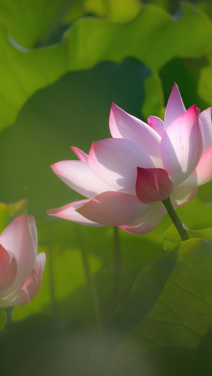 Handy-Wallpaper Natur, Blumen, Lotus, Blume, Blatt, Erde/natur, Pinke Blume kostenlos herunterladen.