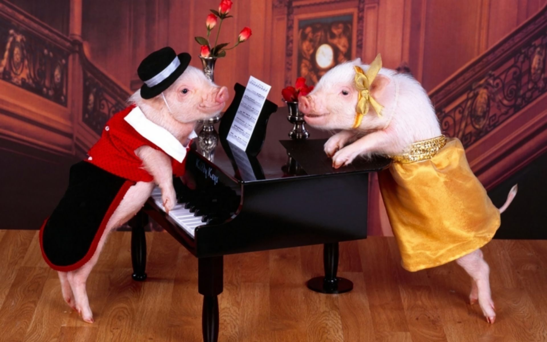 animal, pig, costume, piano