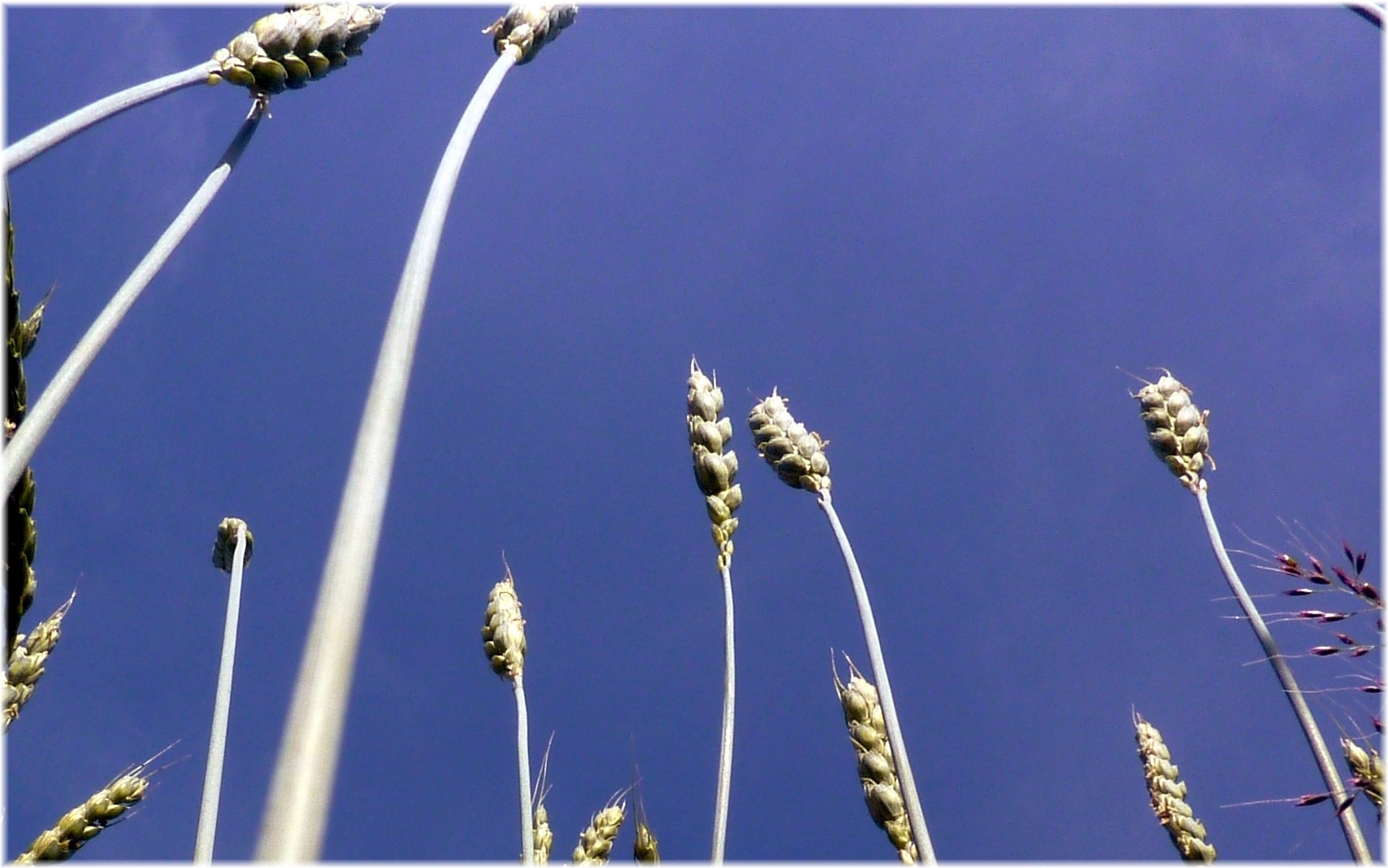 Laden Sie das Weizen, Pflanzen-Bild kostenlos auf Ihren PC-Desktop herunter