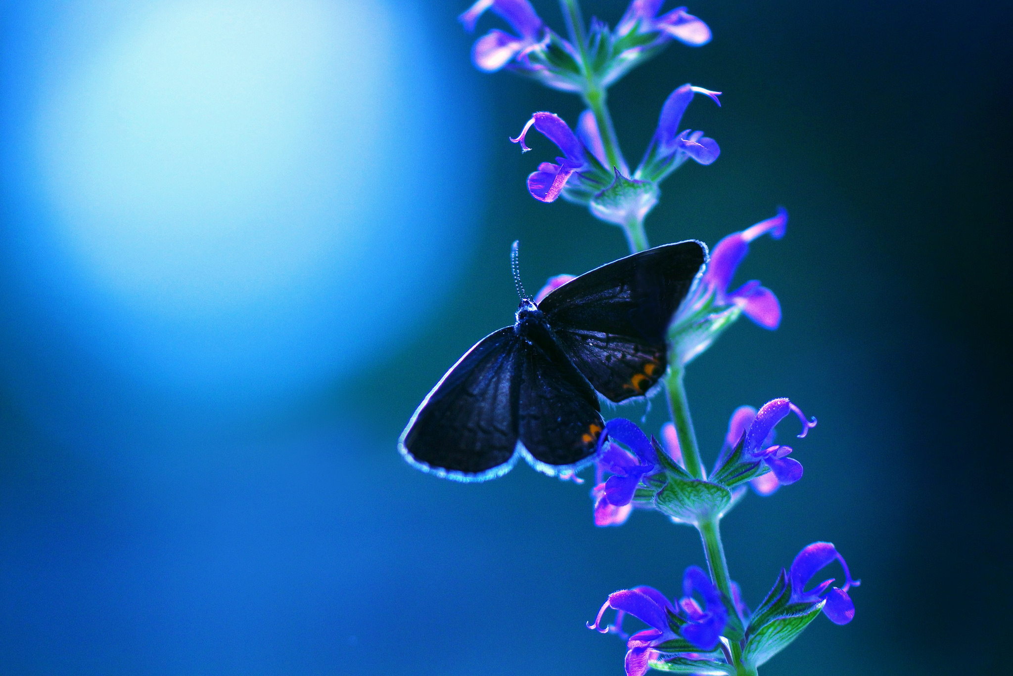 Téléchargez gratuitement l'image Animaux, Fleur, Macro, Insecte, Papillon, Fleur Mauve, La Nature sur le bureau de votre PC