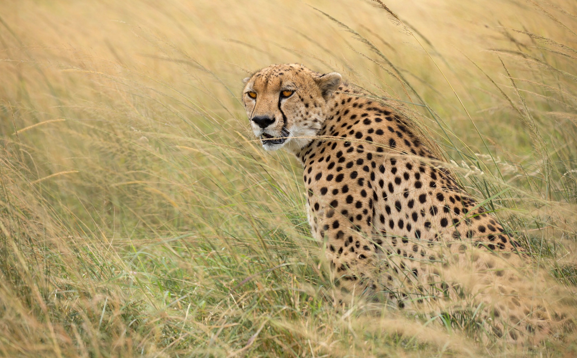 Laden Sie das Tiere, Katzen, Gepard, Gras-Bild kostenlos auf Ihren PC-Desktop herunter