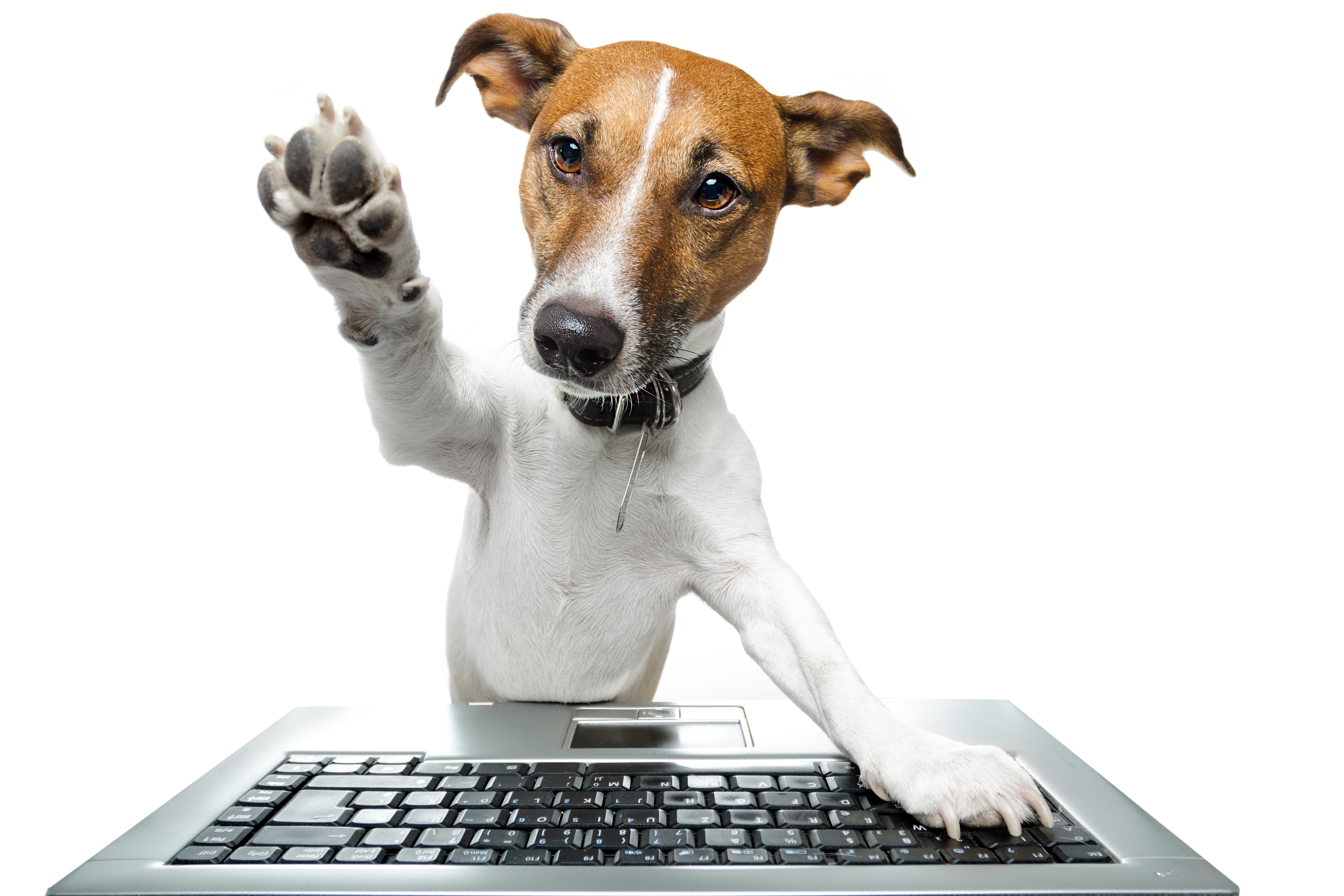 Завантажити шпалери безкоштовно Собаки, Пес, Тварина картинка на робочий стіл ПК