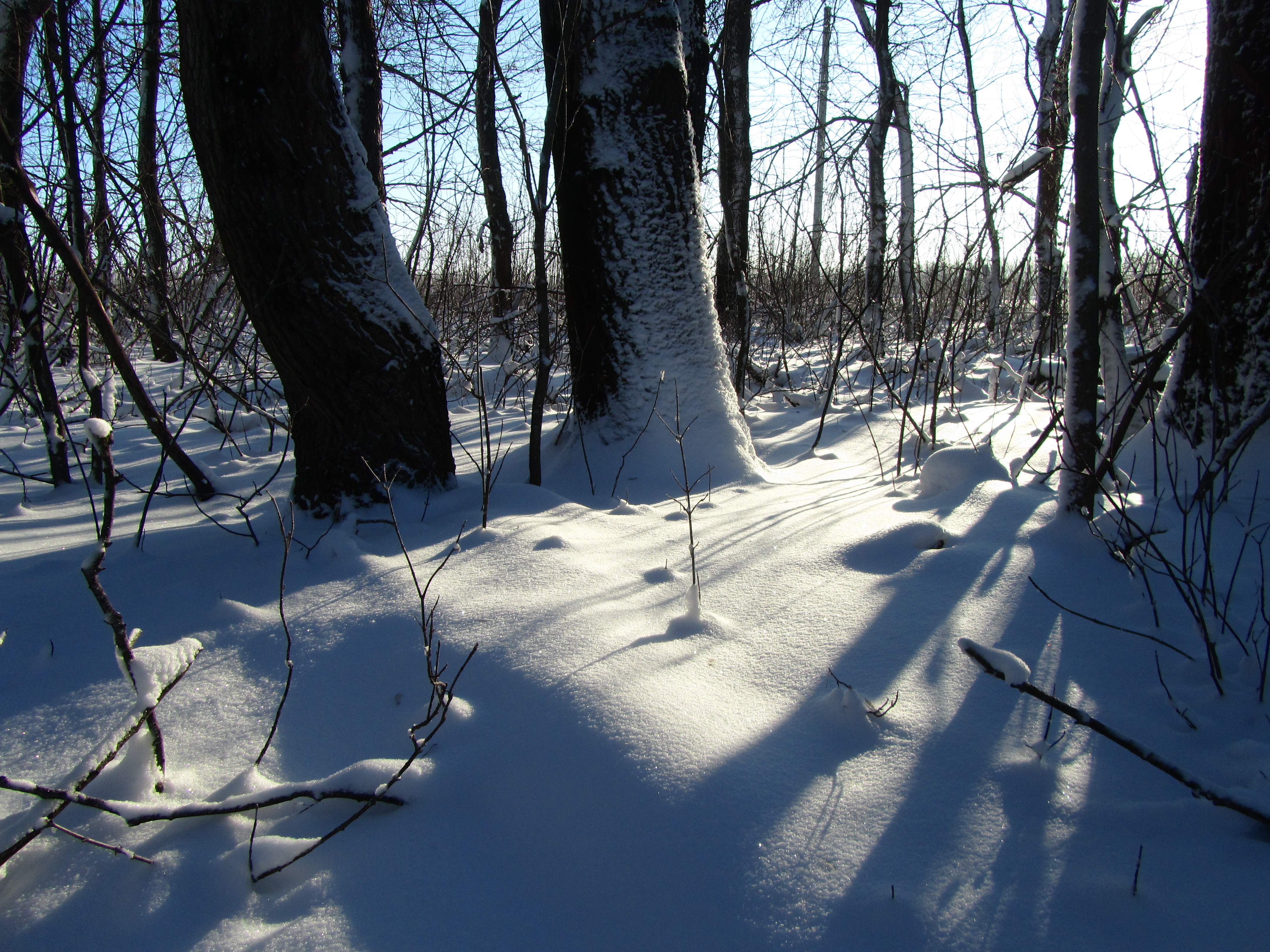 Baixe gratuitamente a imagem Inverno, Fotografia na área de trabalho do seu PC