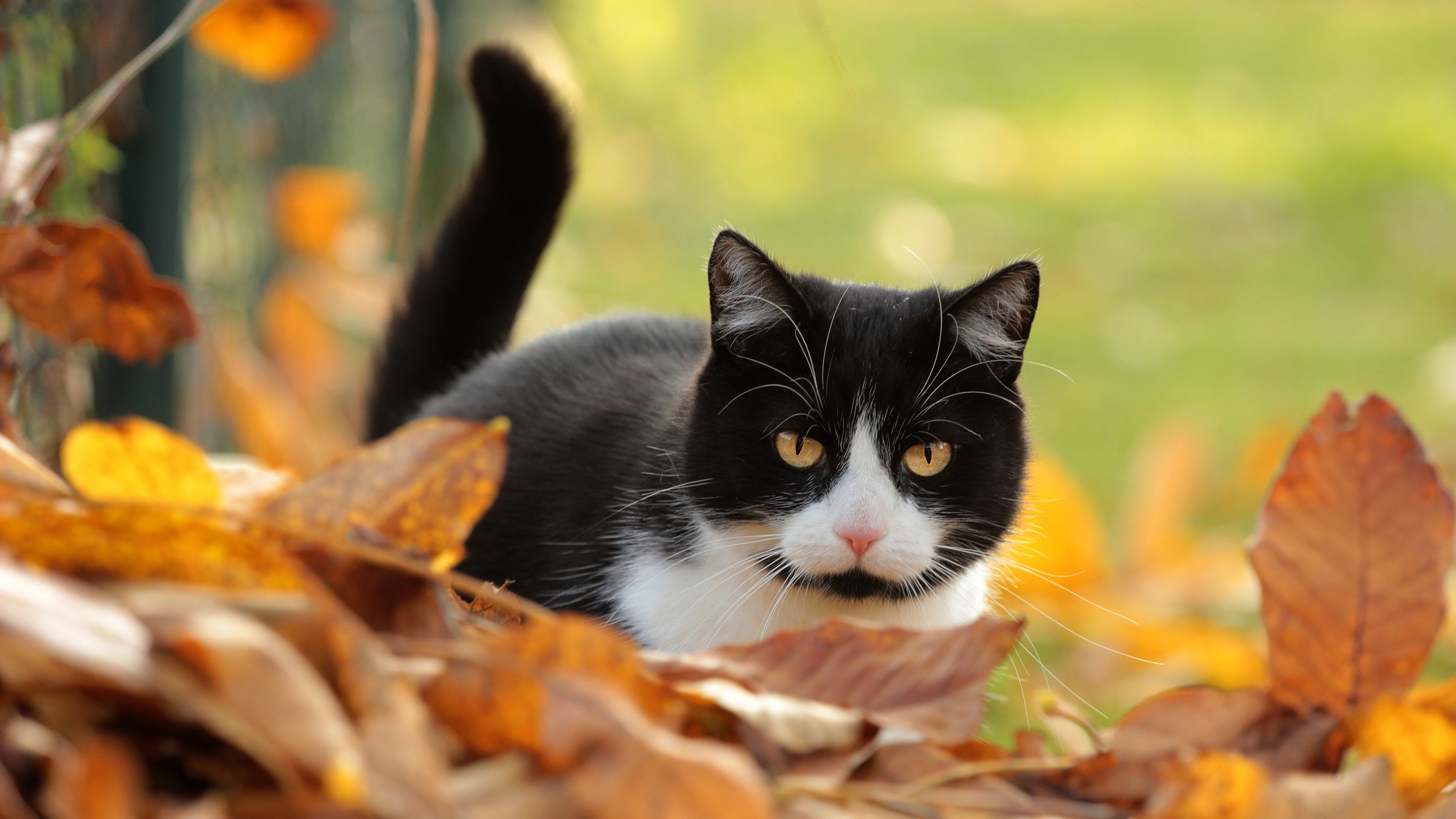 Laden Sie das Tiere, Katzen, Katze, Starren-Bild kostenlos auf Ihren PC-Desktop herunter