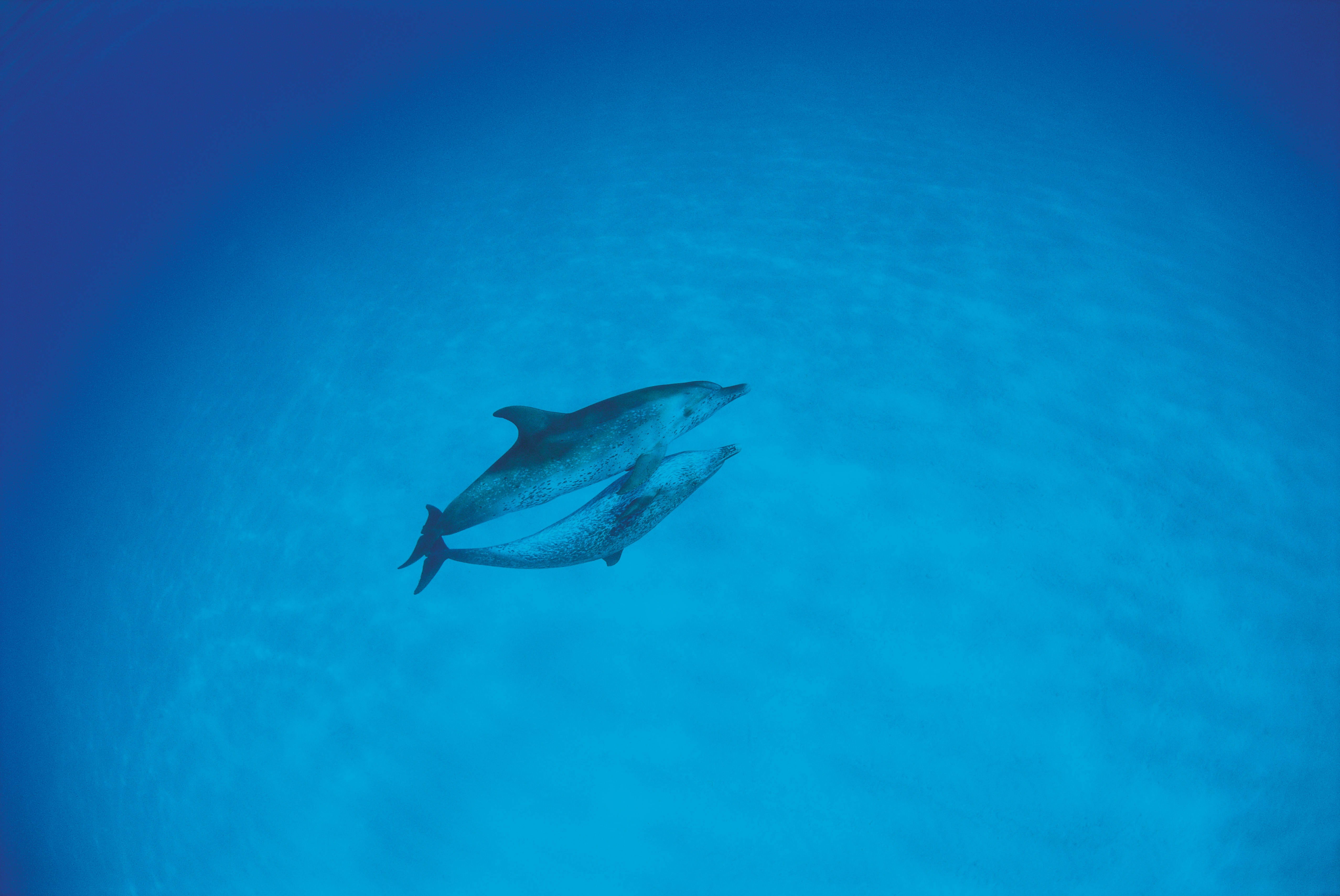 149991 descargar fondo de pantalla océano, delfines, animales, amor, oceano: protectores de pantalla e imágenes gratis