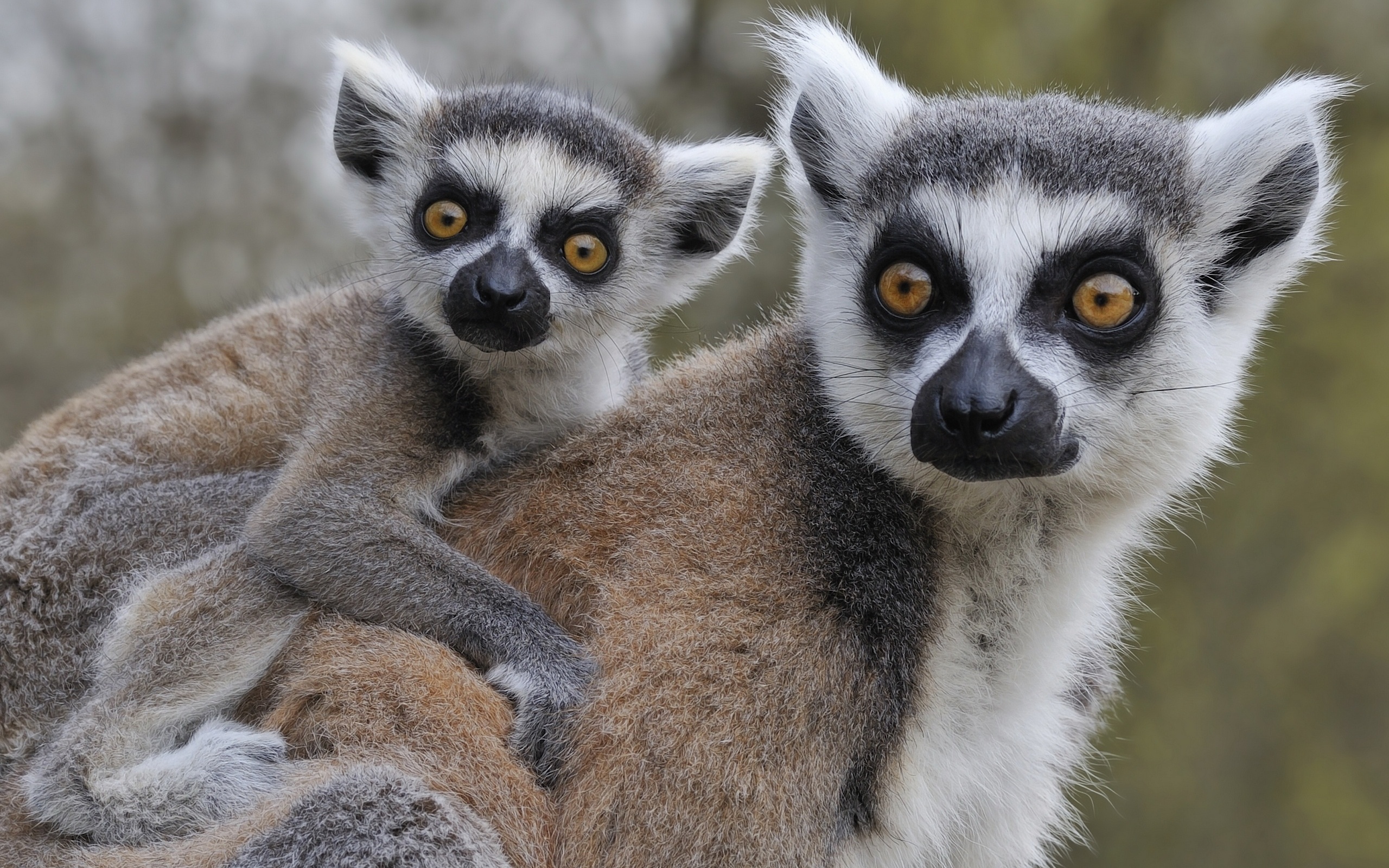 Laden Sie das Tiere, Liebe, Süß, Lemur, Affen, Tierbaby-Bild kostenlos auf Ihren PC-Desktop herunter
