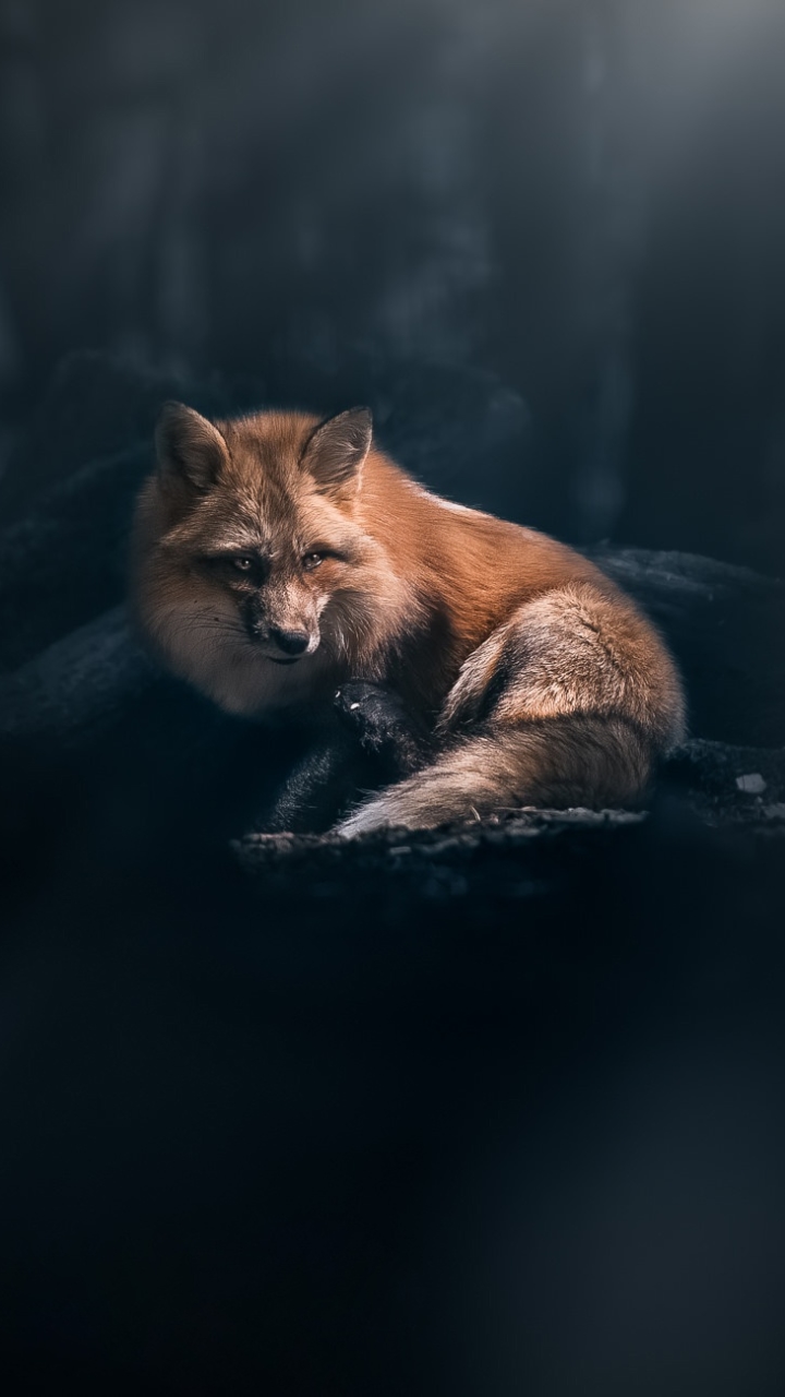 Download mobile wallpaper Fox, Animal for free.