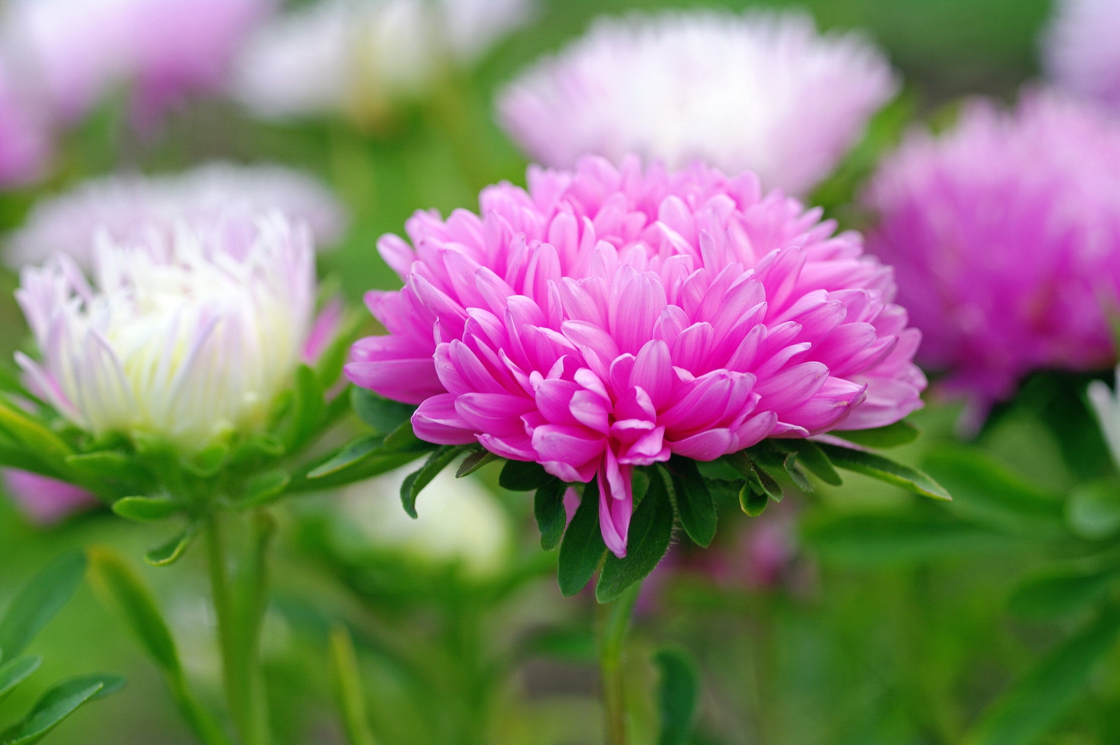 Download mobile wallpaper Nature, Flowers, Flower, Close Up, Earth, Pink Flower for free.