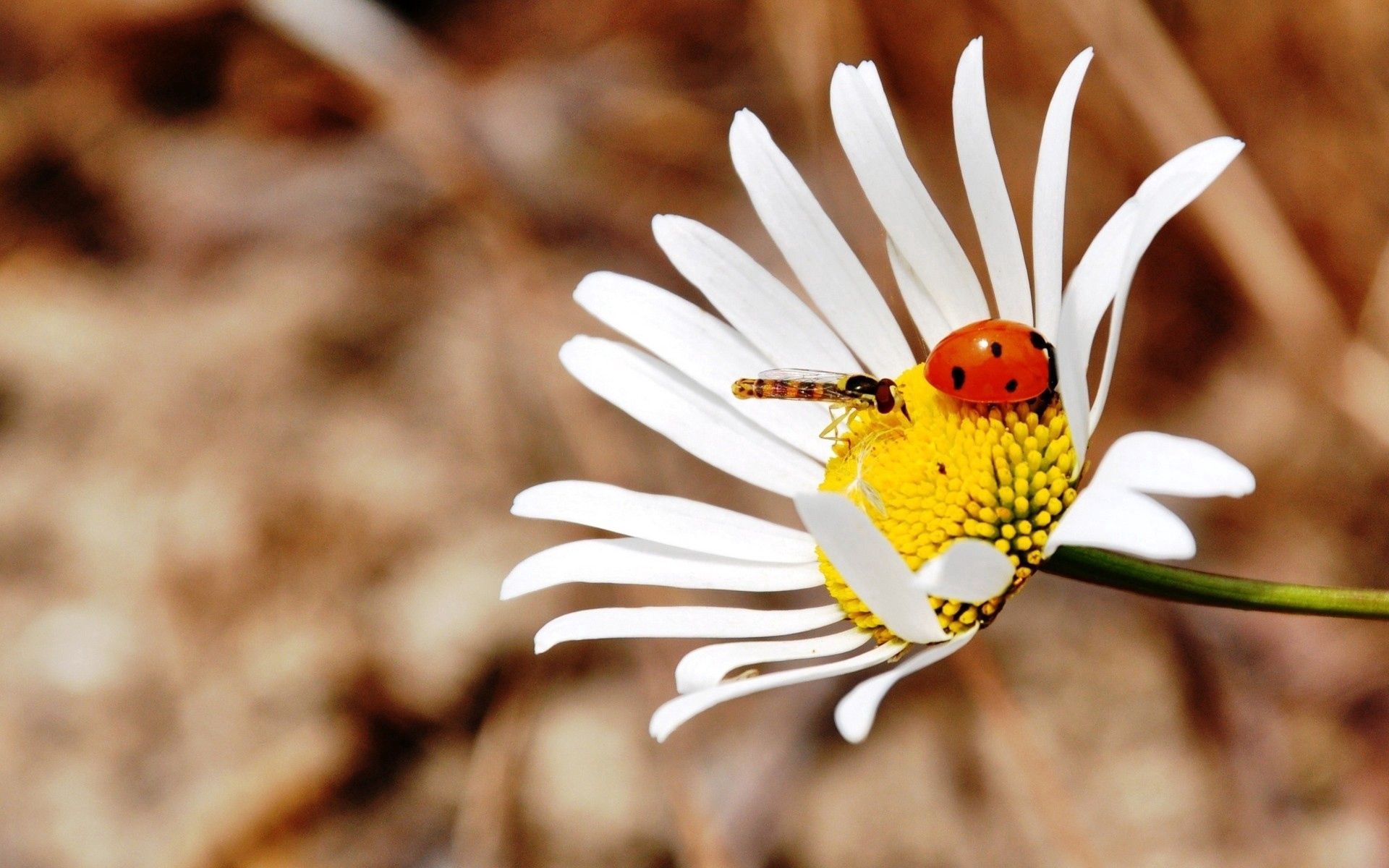 camomile, macro, insect, ladybug, ladybird, crawl, chamomile High Definition image