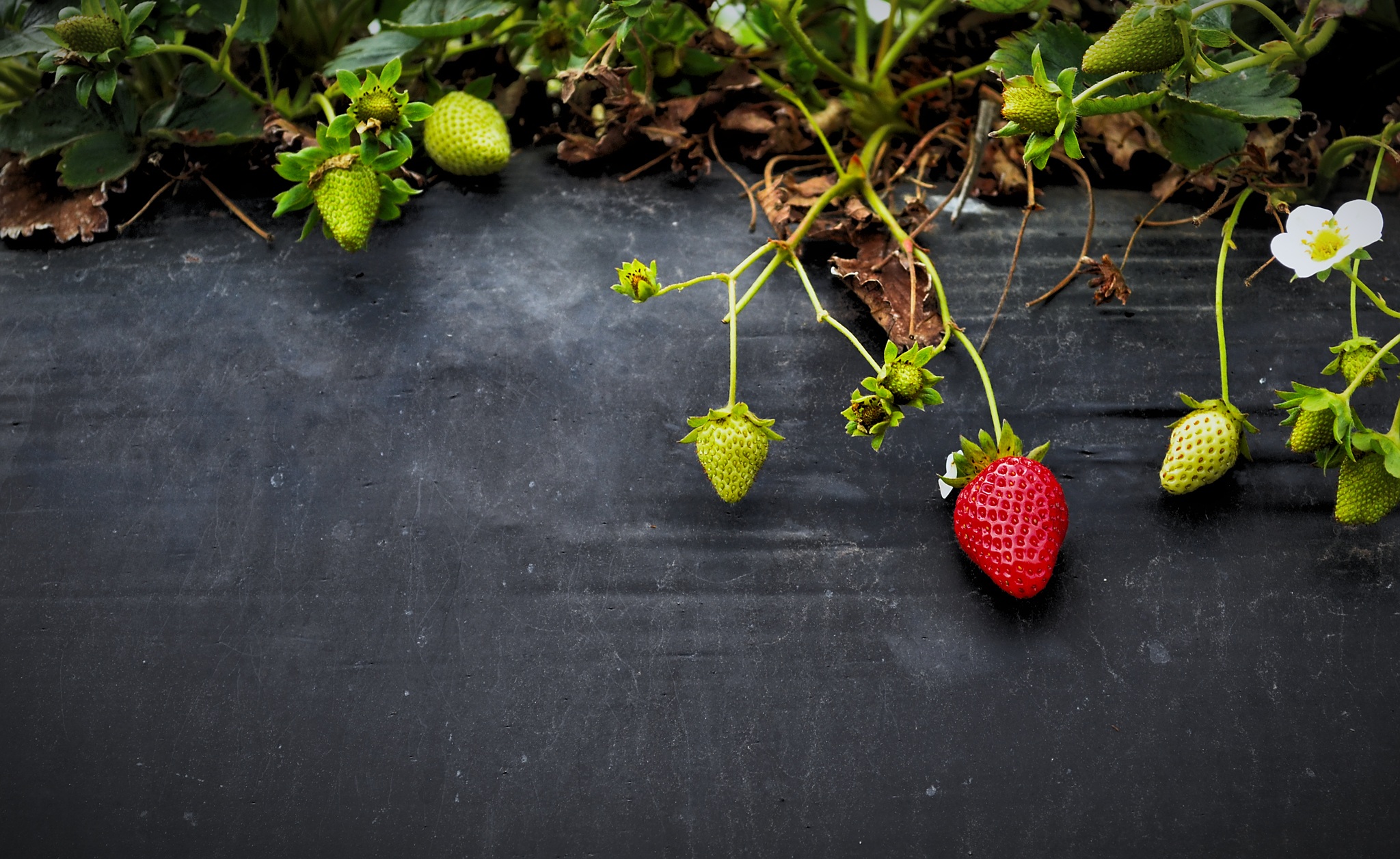 Laden Sie das Lebensmittel, Erdbeere, Berries, Blumen-Bild kostenlos auf Ihren PC-Desktop herunter