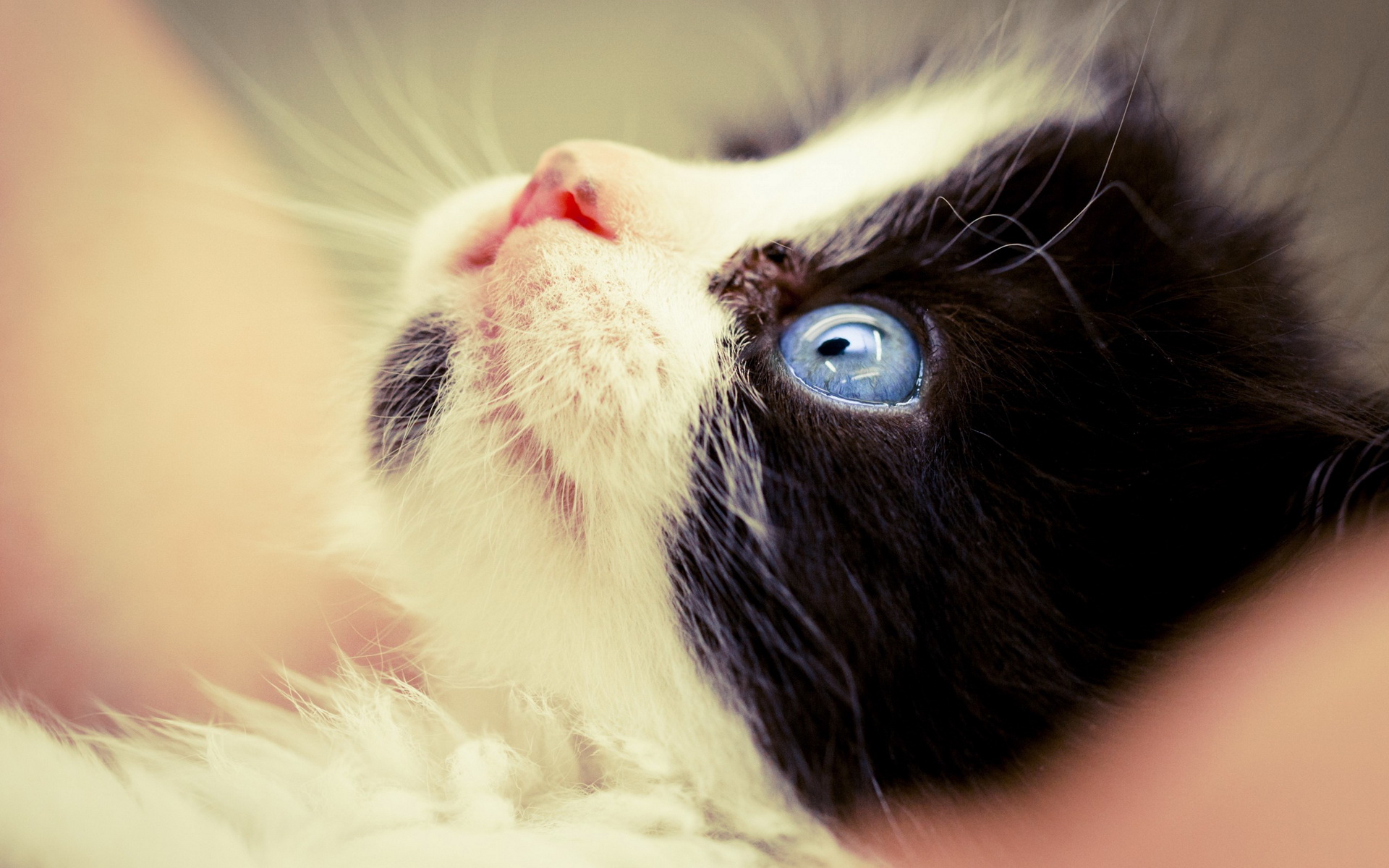 Free download wallpaper Cat, Animal on your PC desktop