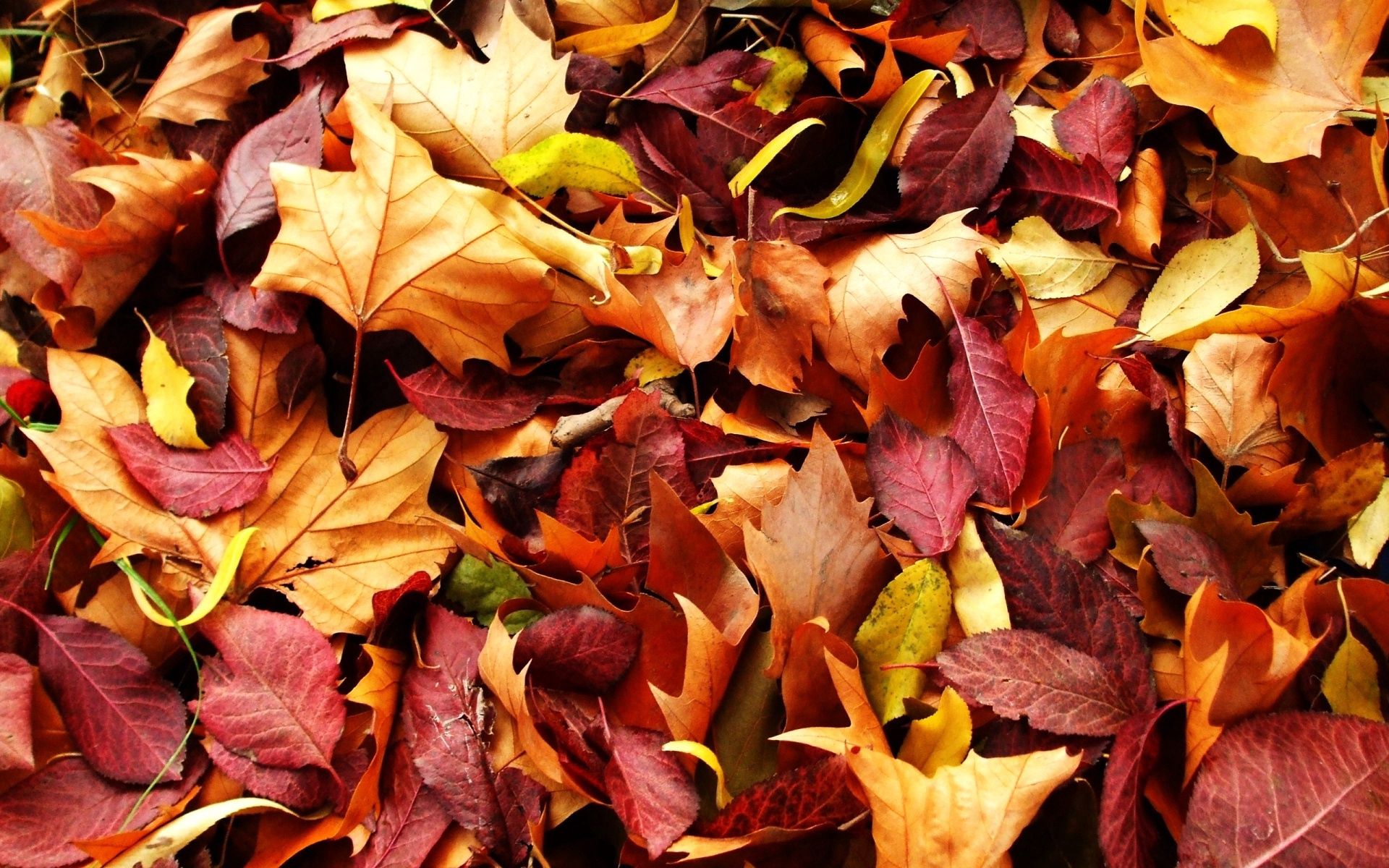 Baixar papel de parede para celular de Natureza, Folhas, Caído, Outono gratuito.