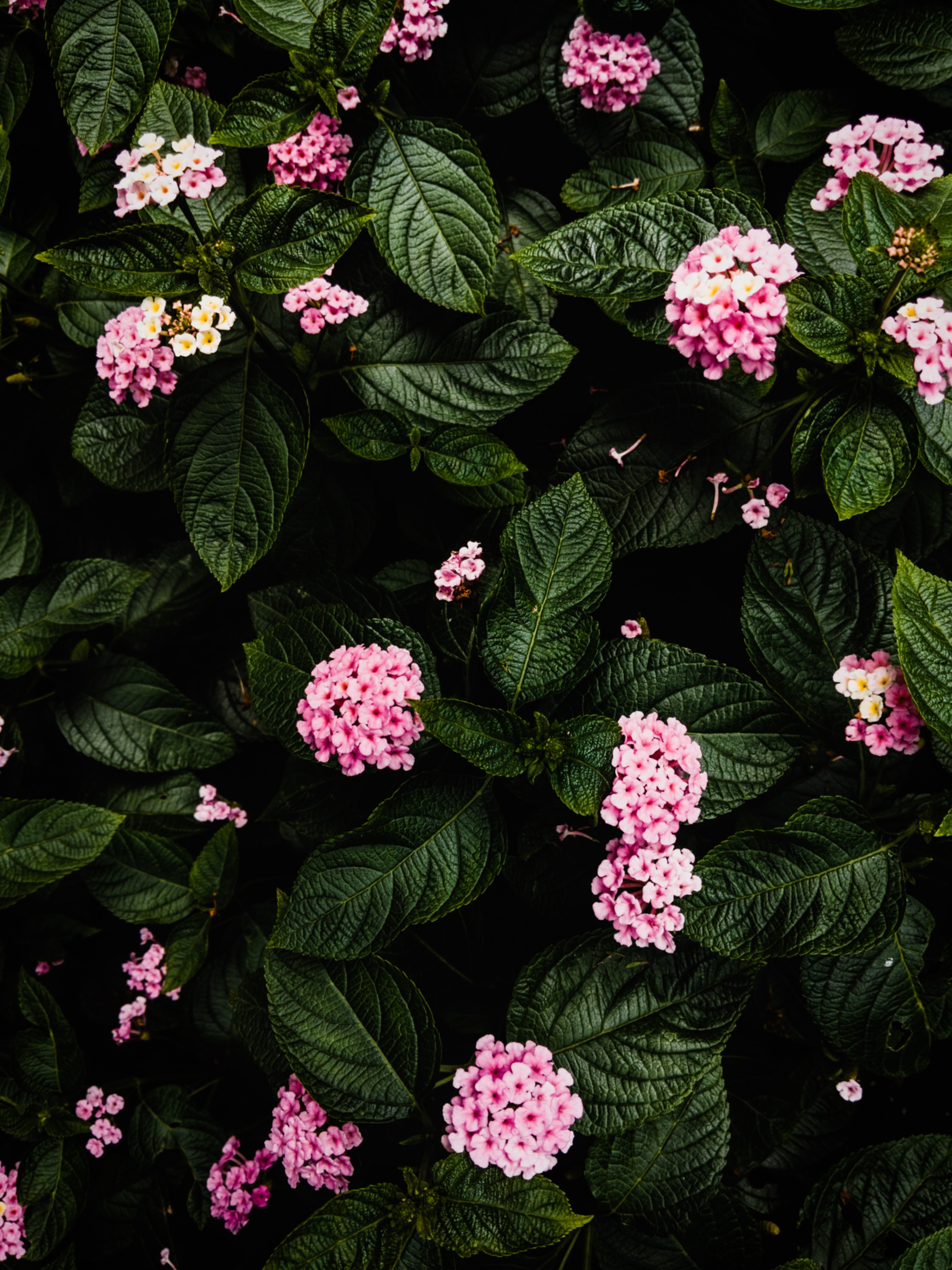 Free download wallpaper Flowers, Pink, Bush, Hydrangea, Plant on your PC desktop