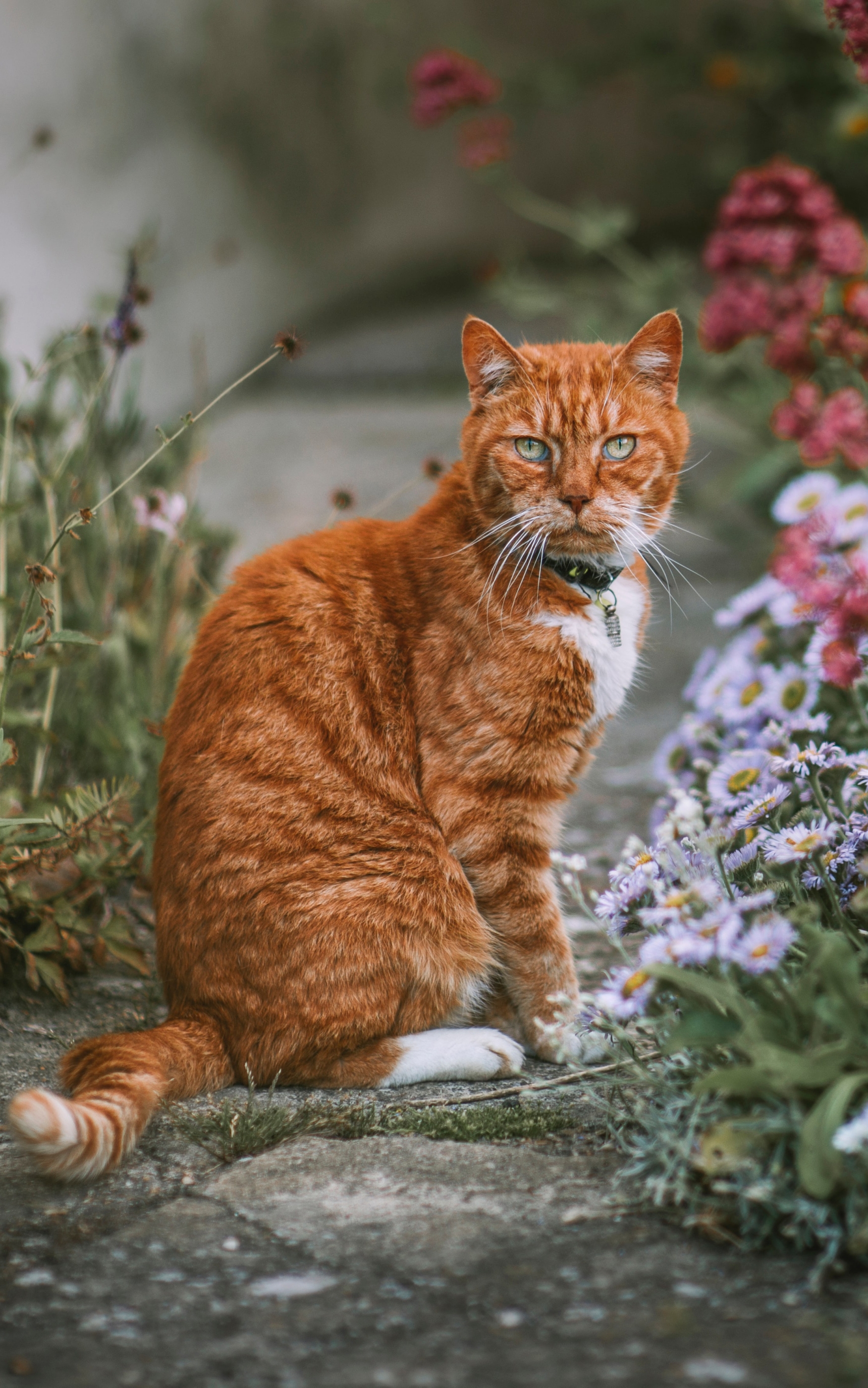 無料モバイル壁紙ネコ, 猫, 動物をダウンロードします。