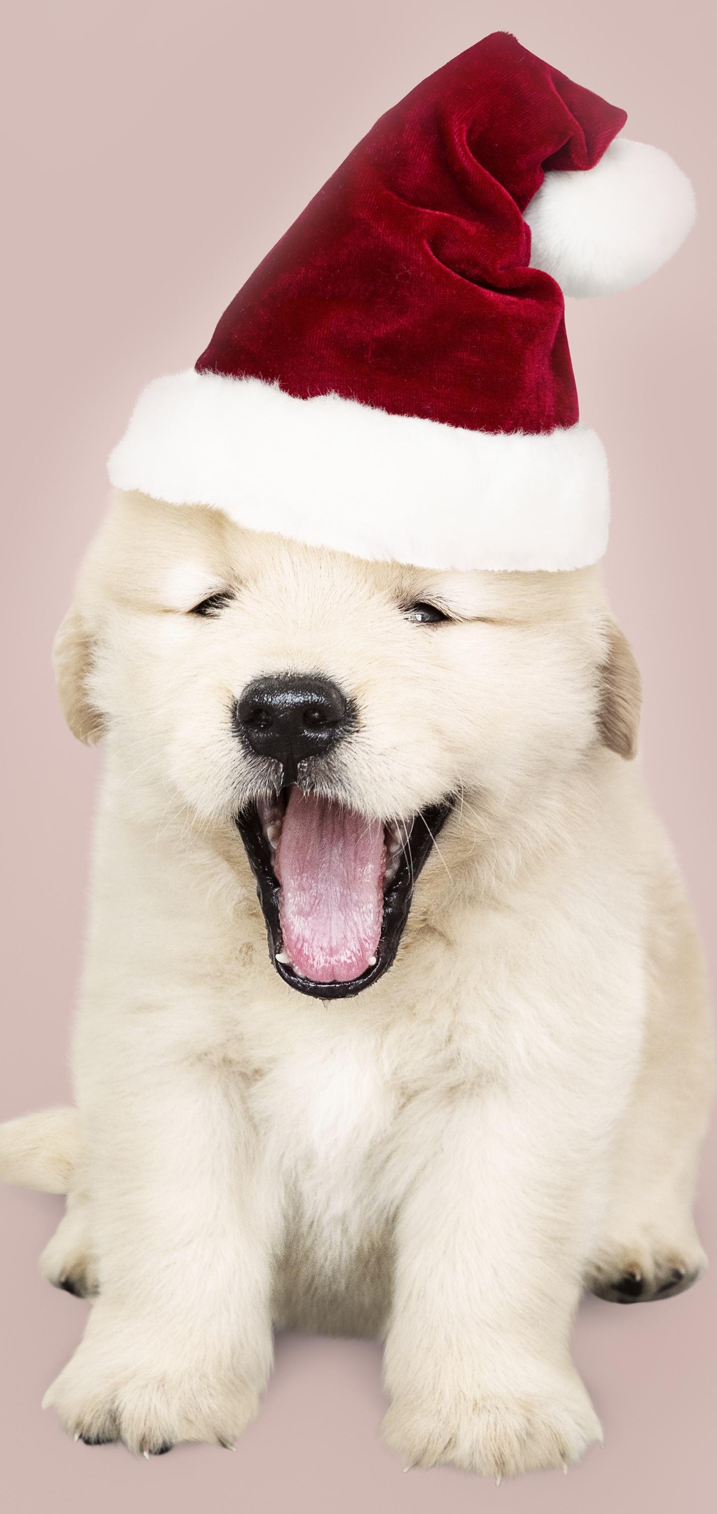 Free download wallpaper Dogs, Dog, Animal, Puppy, Labrador Retriever, Baby Animal, Santa Hat on your PC desktop