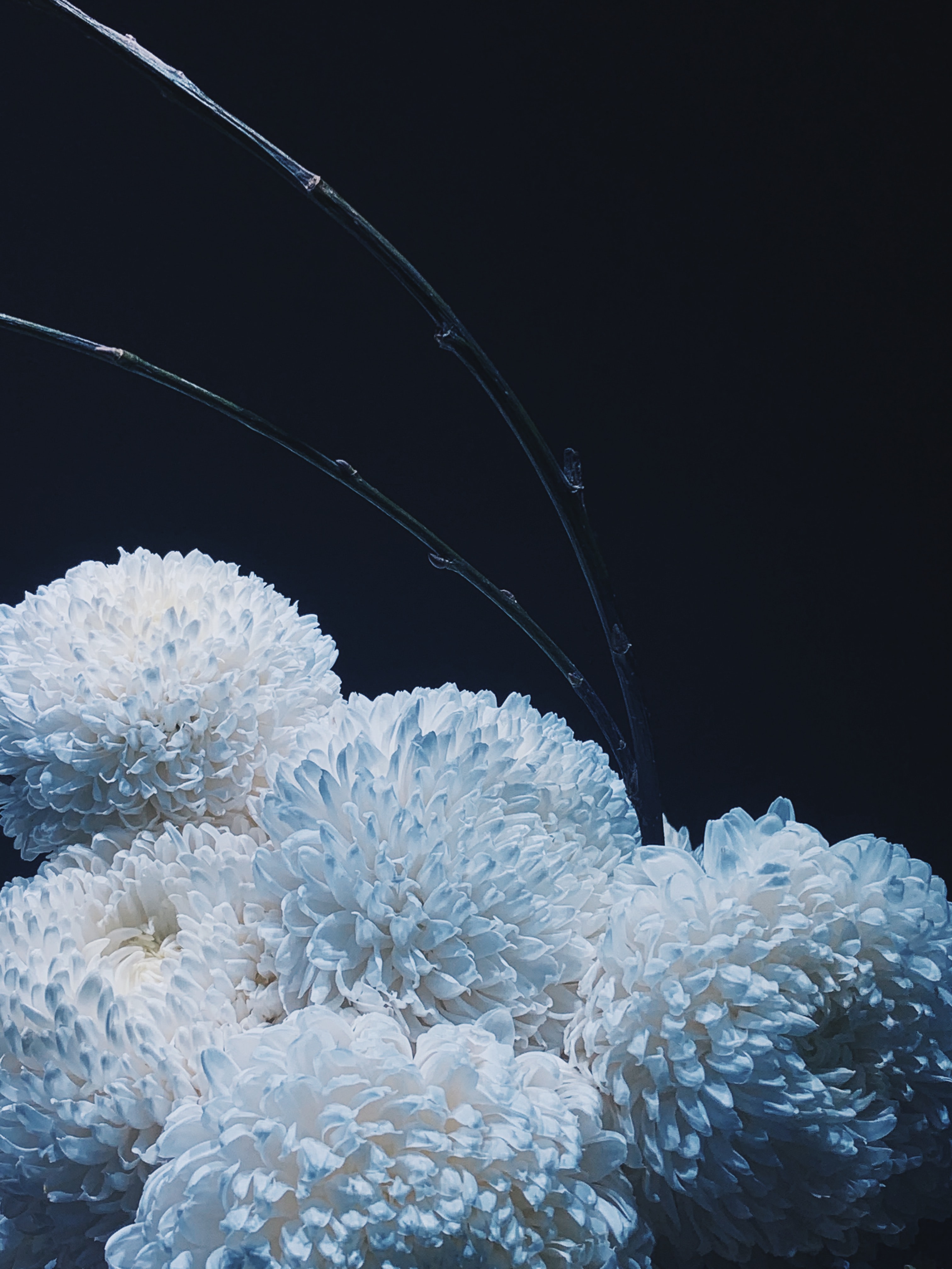 Free download wallpaper Chrysanthemum, Bouquet, Flowers on your PC desktop