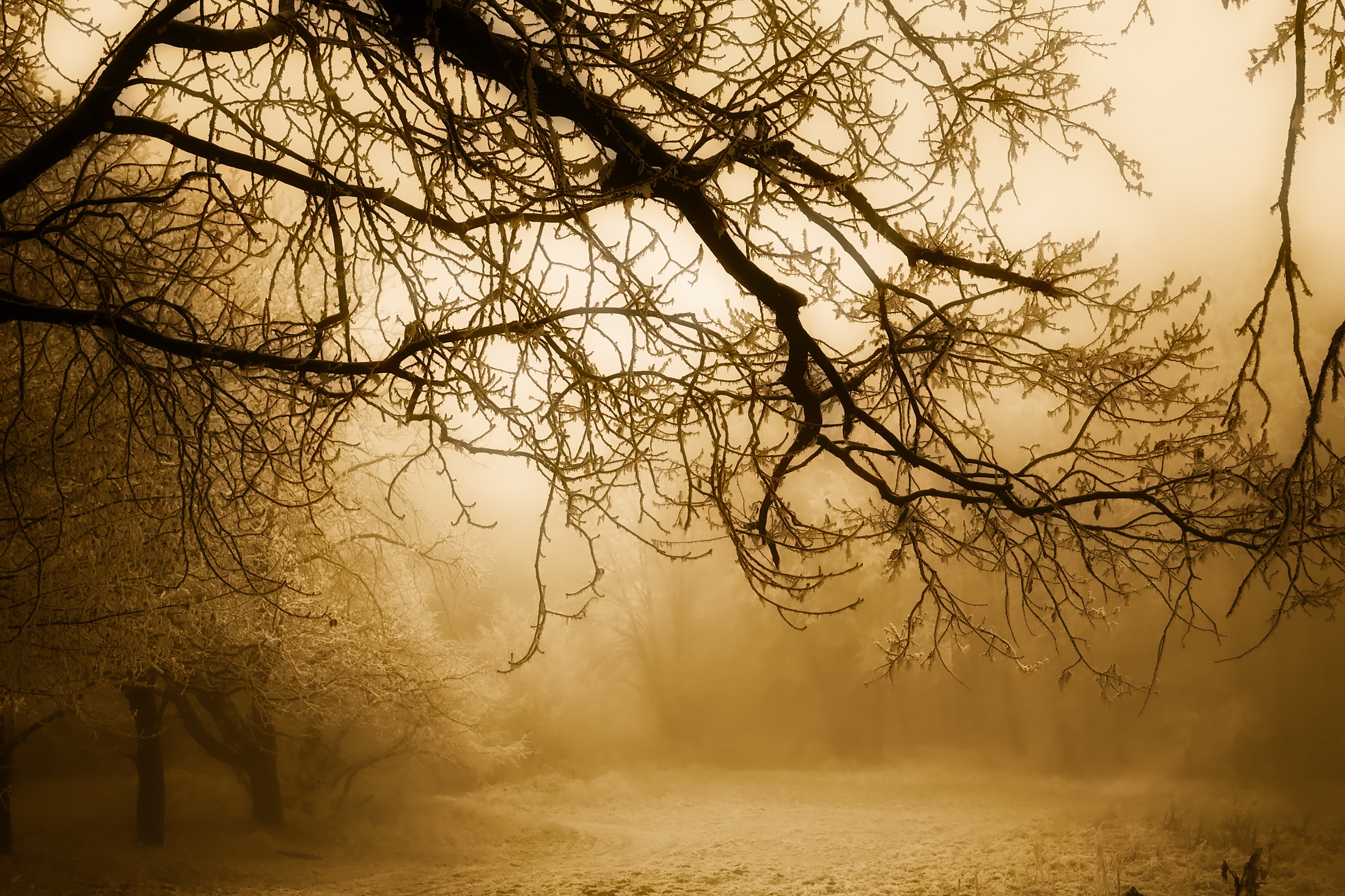 Download mobile wallpaper Winter, Nature, Snow, Tree, Fog, Branch, Sunrise, Earth for free.