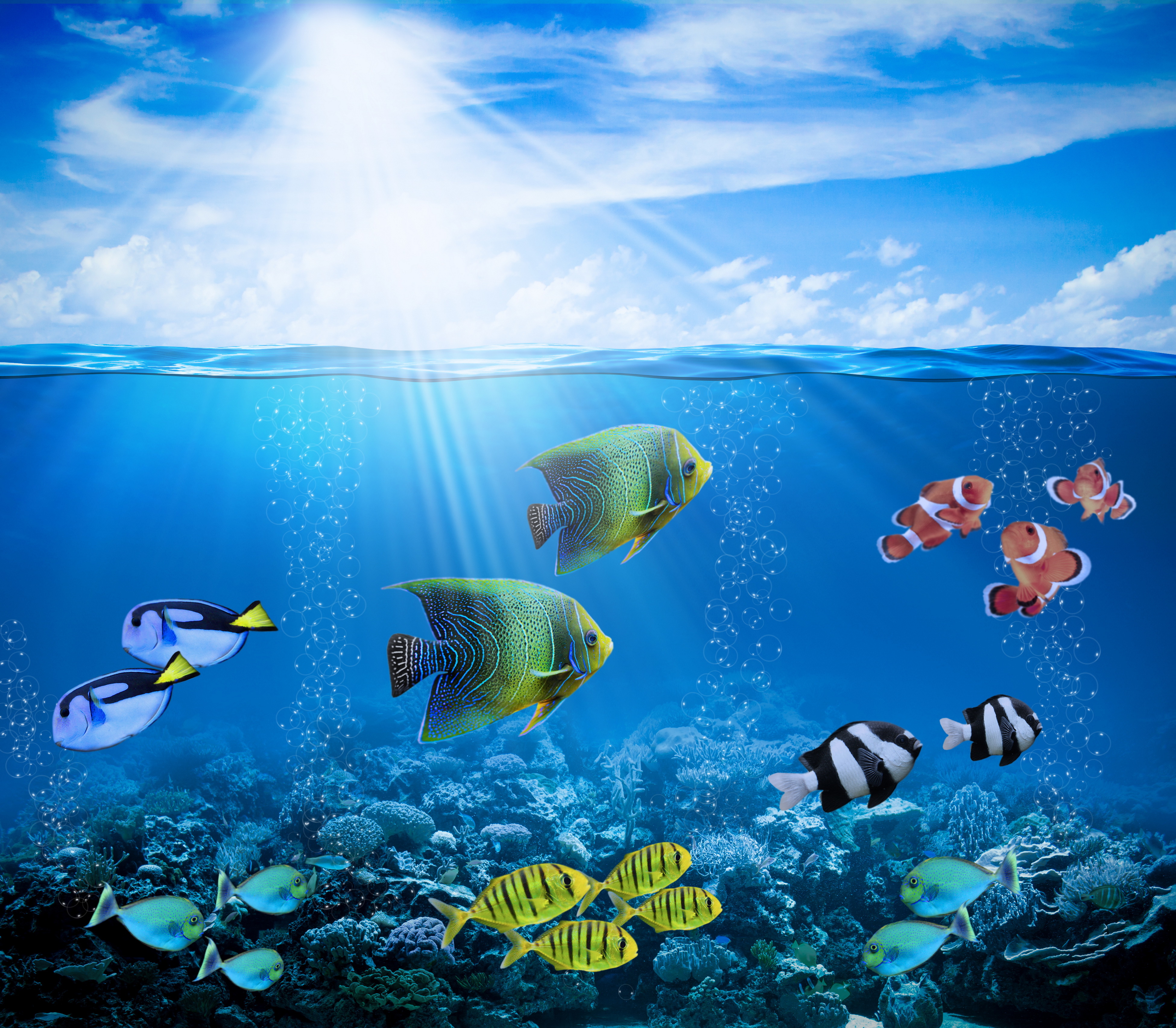 Baixe gratuitamente a imagem Animais, Peixes, Peixe na área de trabalho do seu PC