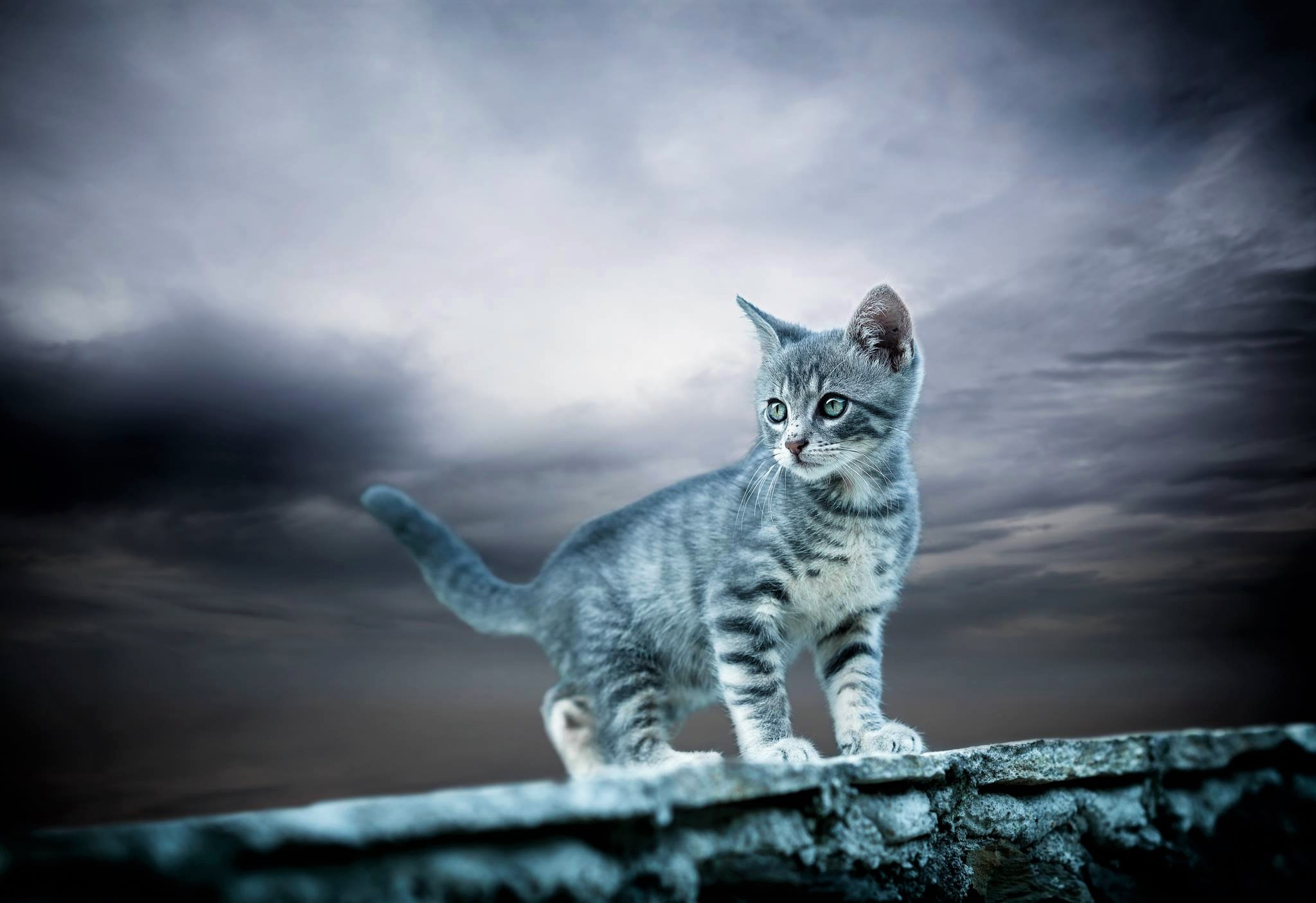 Download mobile wallpaper Cats, Cat, Kitten, Animal, Cute, Baby Animal for free.