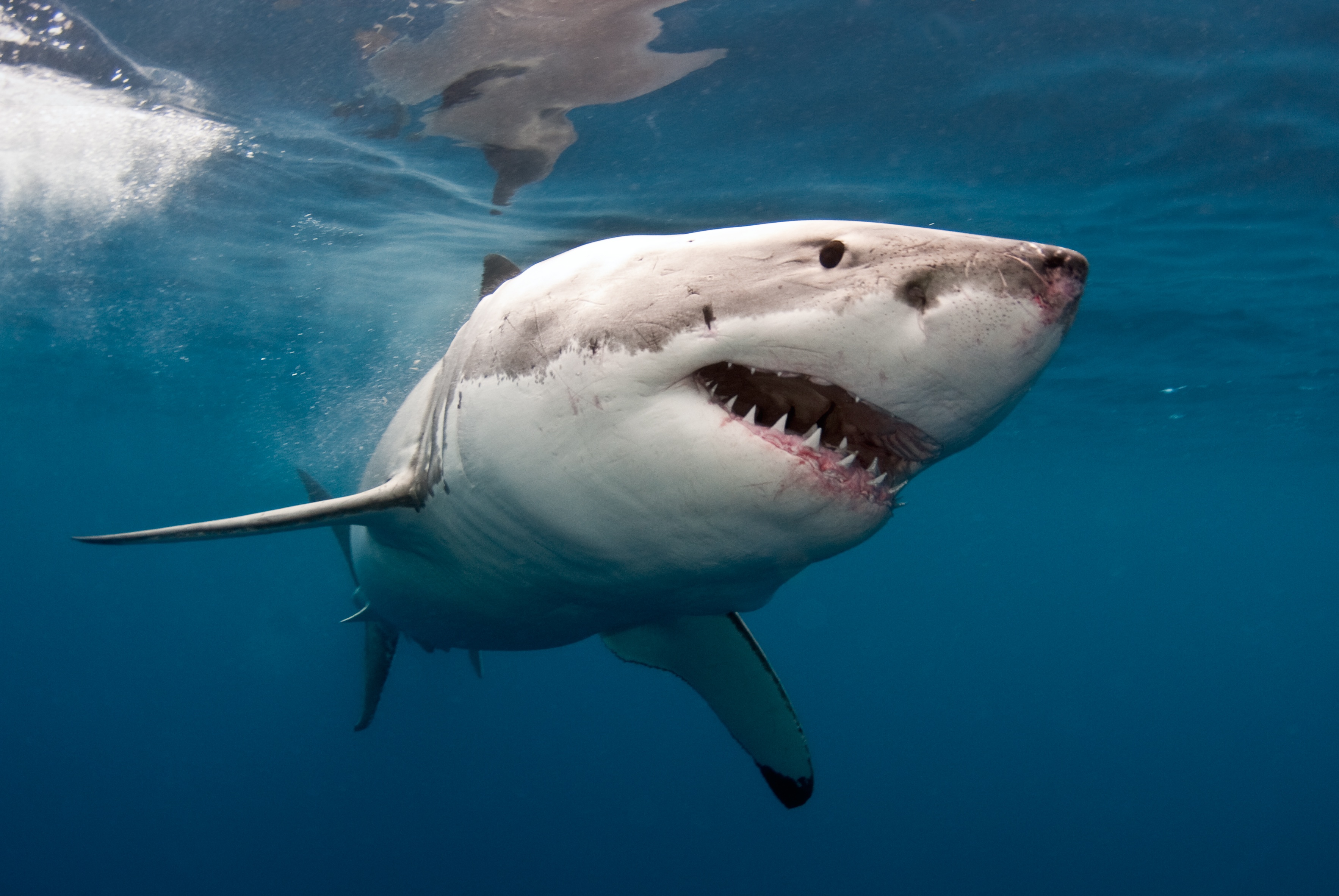 340095 baixar papel de parede animais, grande tubarão branco - protetores de tela e imagens gratuitamente