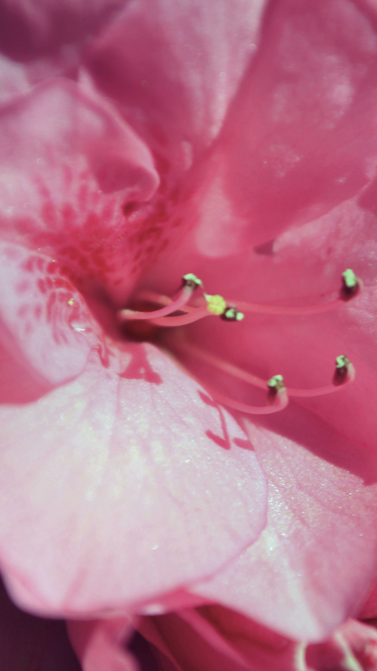 1121417 descargar fondo de pantalla tierra/naturaleza, rododendro, flor rosa, flores: protectores de pantalla e imágenes gratis