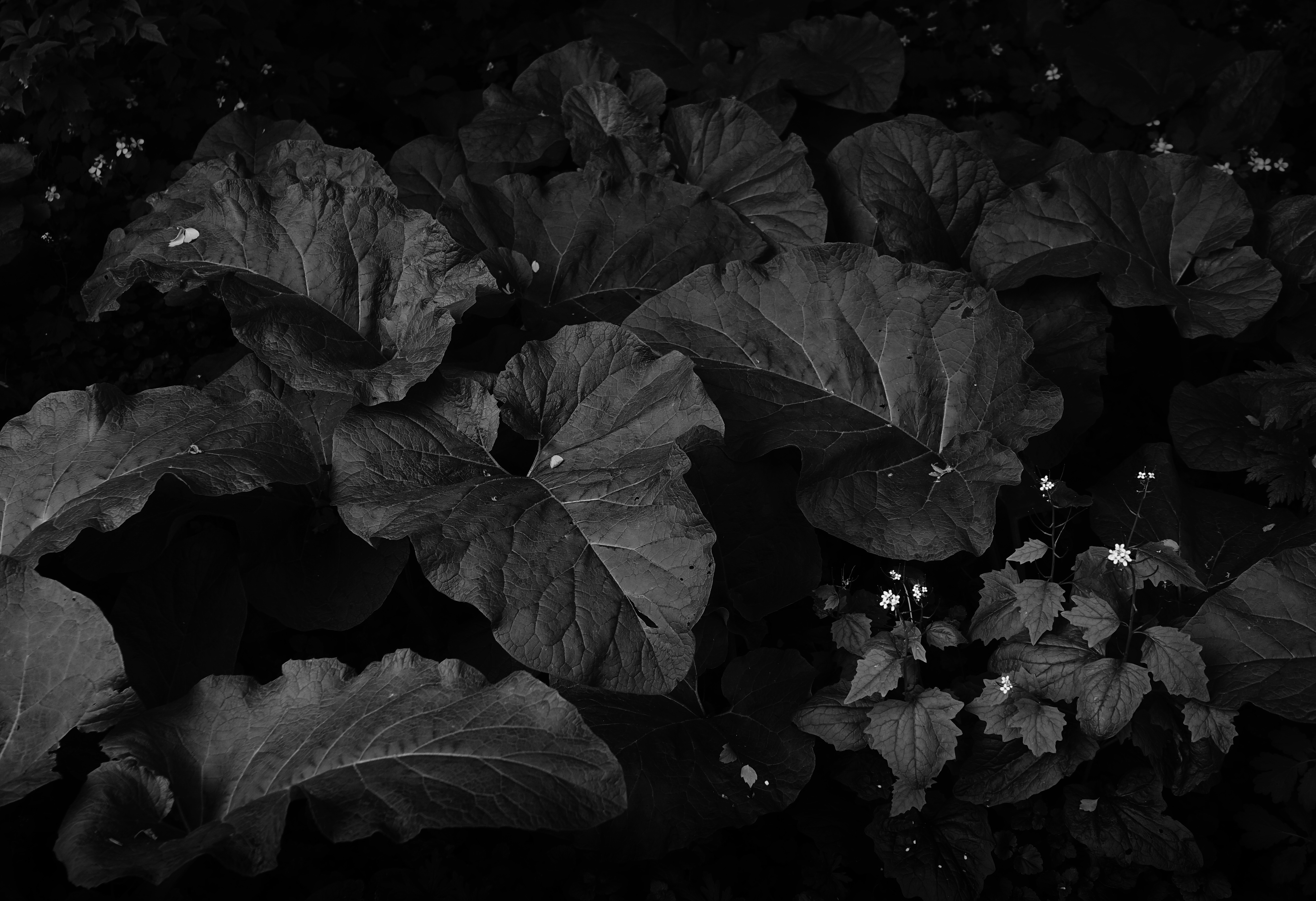 Download mobile wallpaper Plant, Earth, Black & White for free.