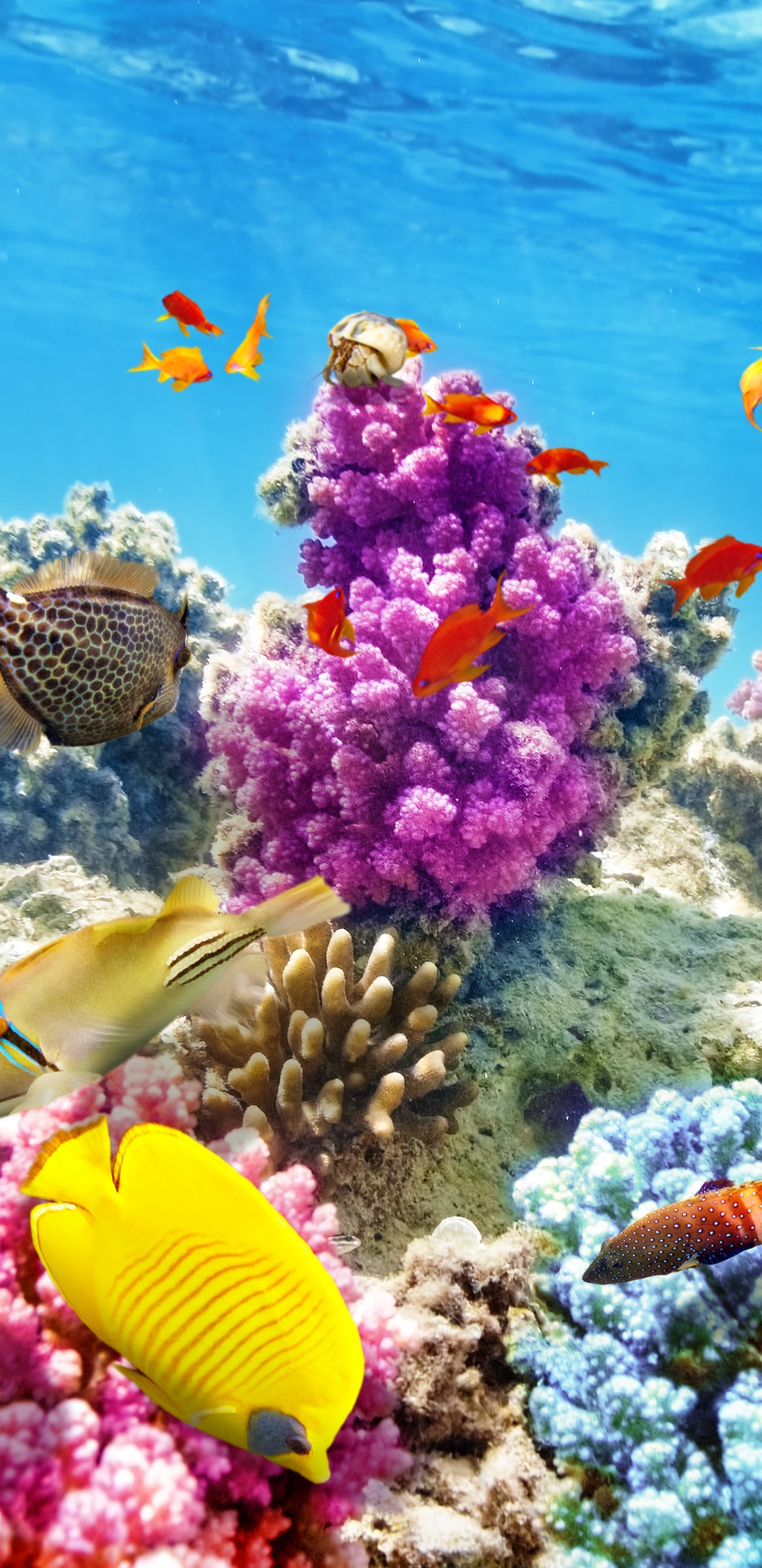 1148775 baixar papel de parede animais, peixe, recife de corais, embaixo da agua, oceano, peixes - protetores de tela e imagens gratuitamente