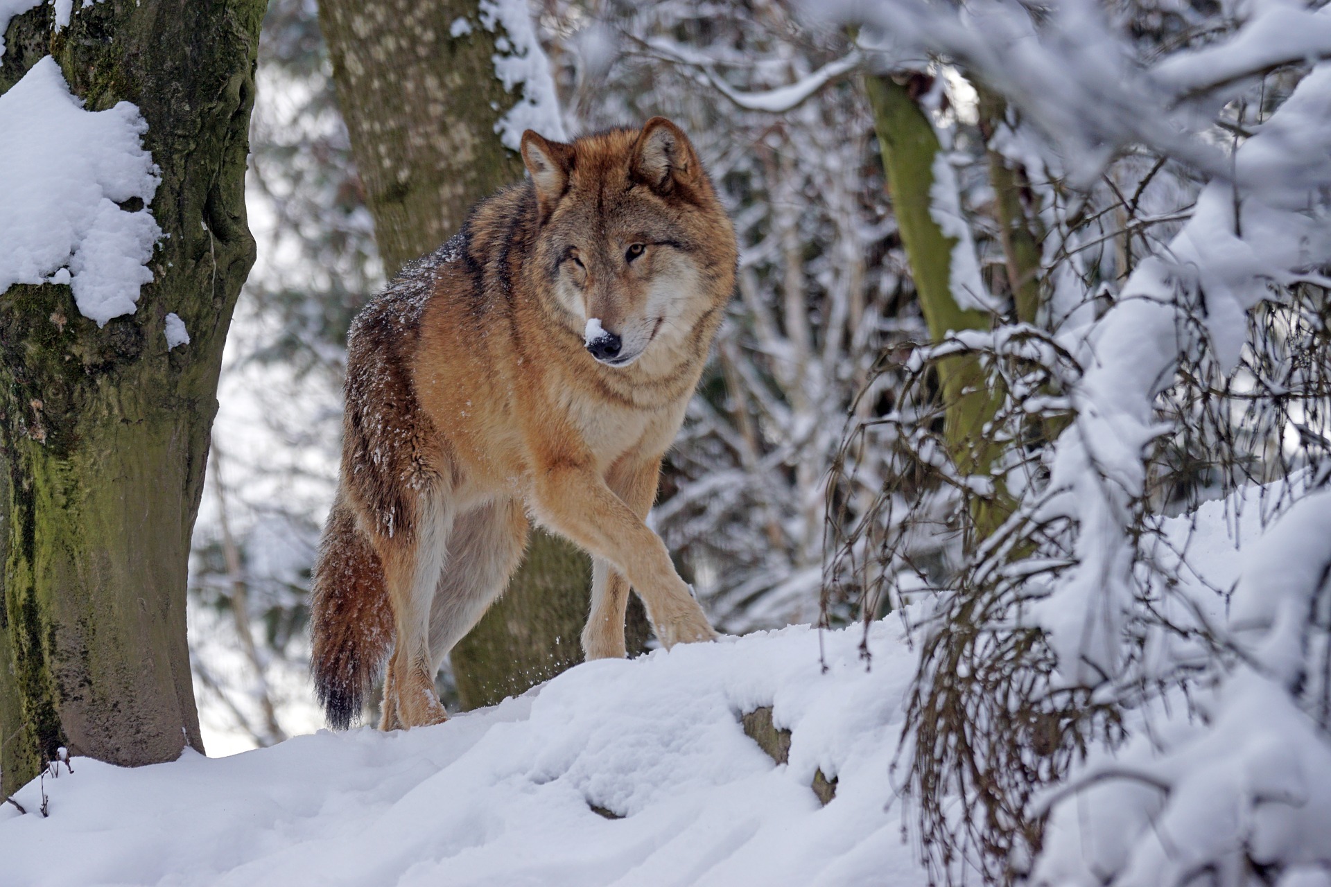 Free download wallpaper Winter, Snow, Wolf, Animal, Wolves on your PC desktop