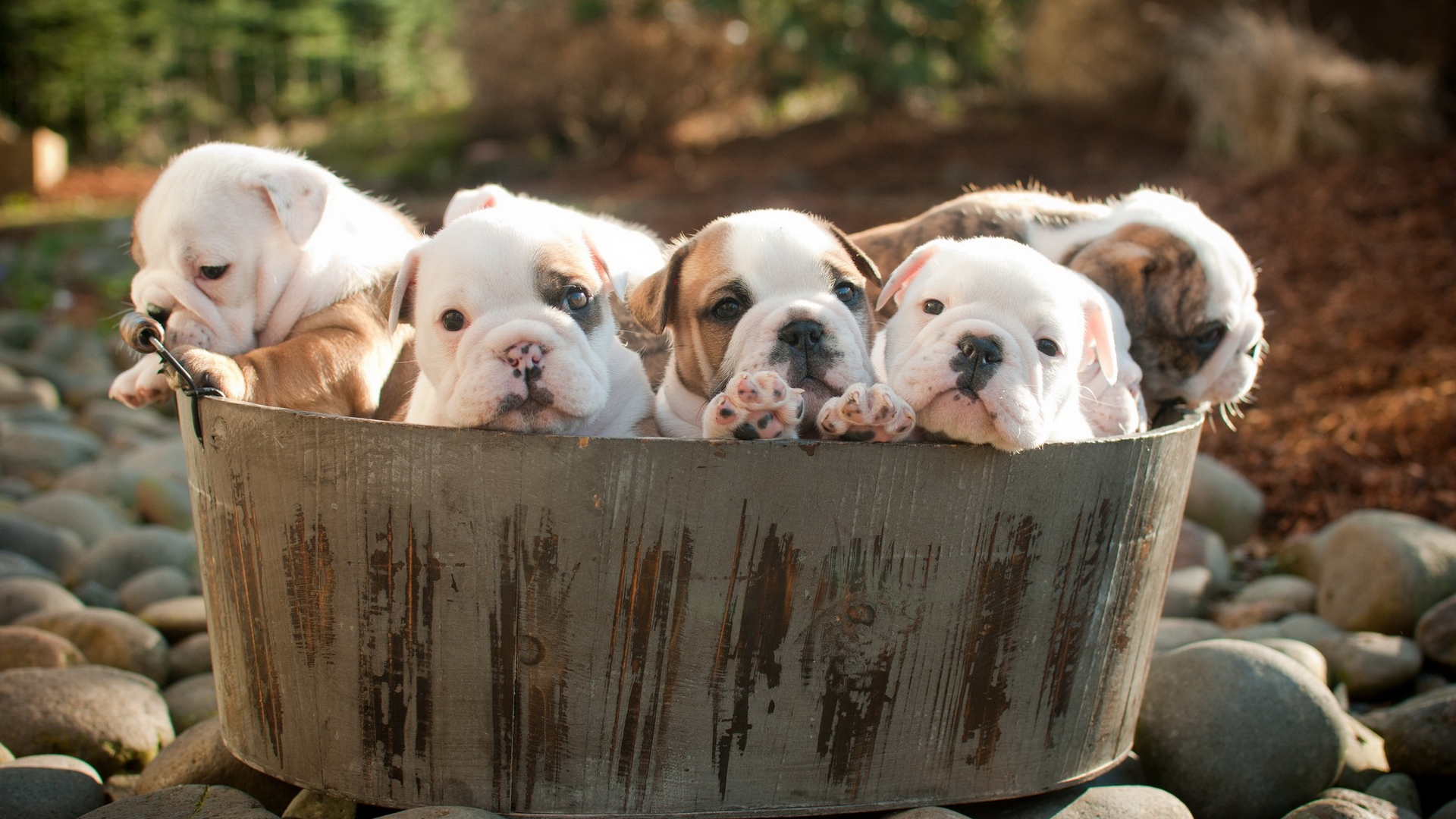 Baixe gratuitamente a imagem Cães, Filhote, Animais na área de trabalho do seu PC