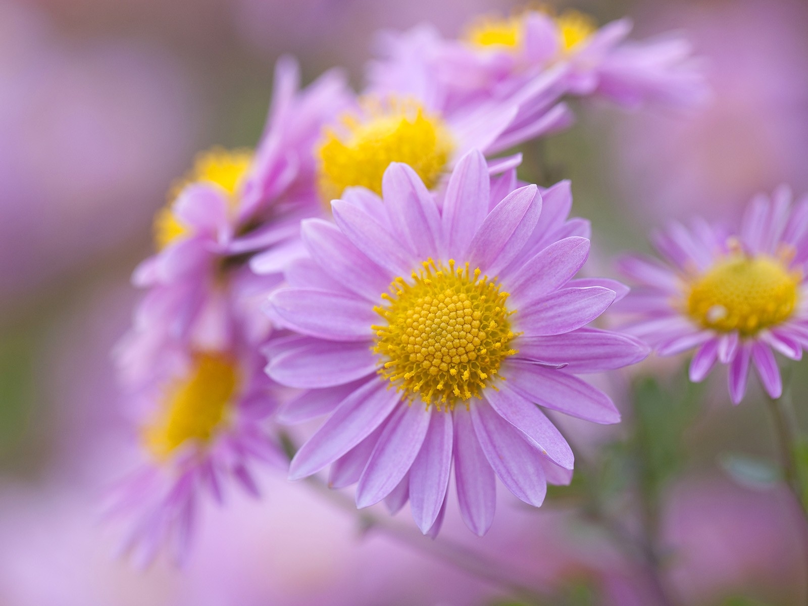 Descarga gratis la imagen Flores, Margarita, Tierra/naturaleza en el escritorio de tu PC