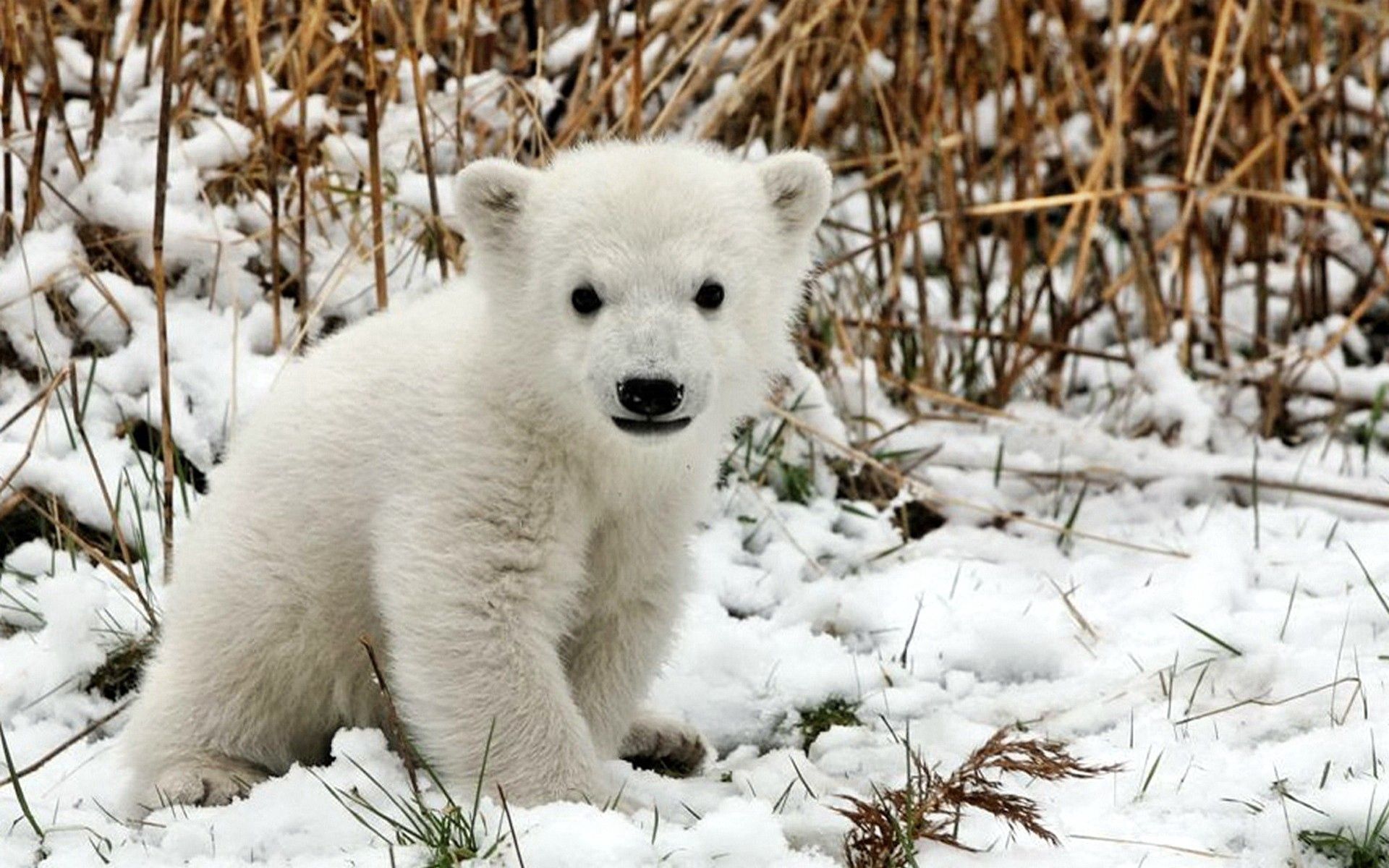 52363 скачать обои детеныш, медведь, животные, снег, страх, трава, полярный медведь - заставки и картинки бесплатно