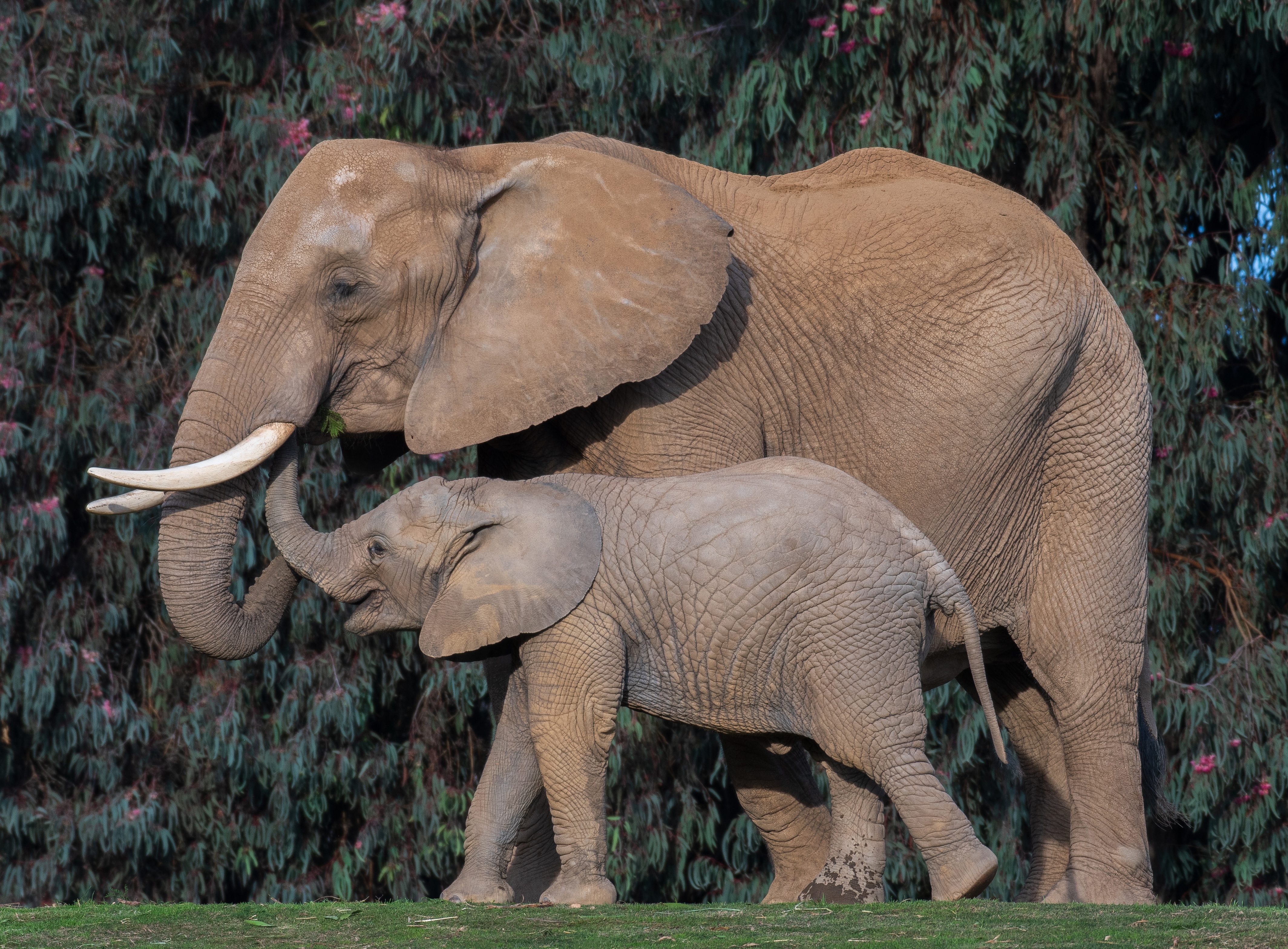 Baixar papel de parede para celular de Animais, Elefantes, Animal Bebê, Elefante Da Savana gratuito.