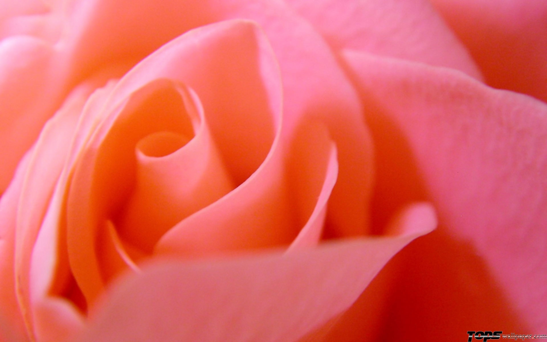 Laden Sie das Blumen, Hintergrund, Roses, Pflanzen-Bild kostenlos auf Ihren PC-Desktop herunter
