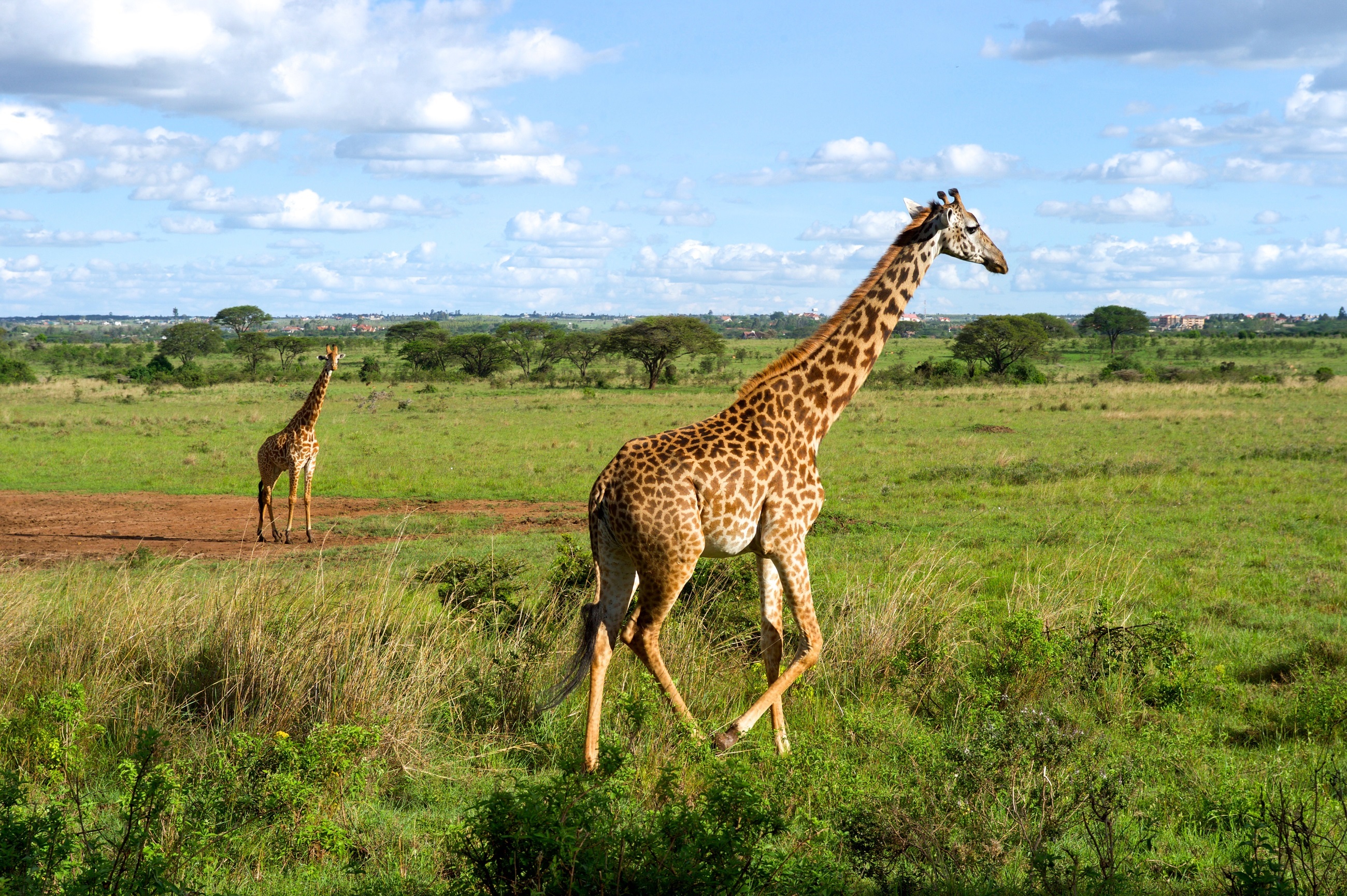 778938 скачать обои животные, жирафа, африка, ландшафт, млекопитающее - заставки и картинки бесплатно