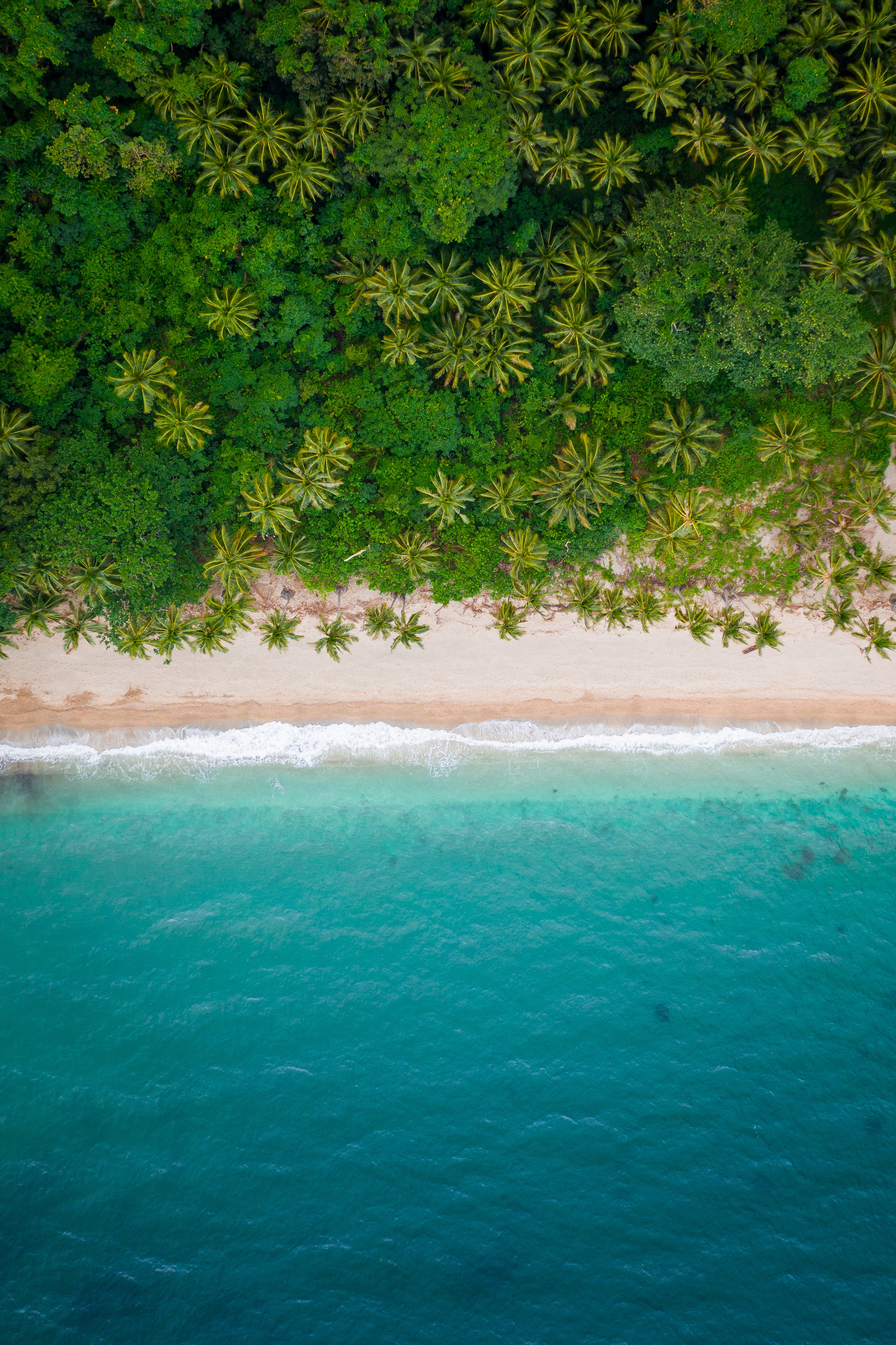 52923 завантажити картинку пляж, природа, море, пальми, вид зверху, берег, банк - шпалери і заставки безкоштовно