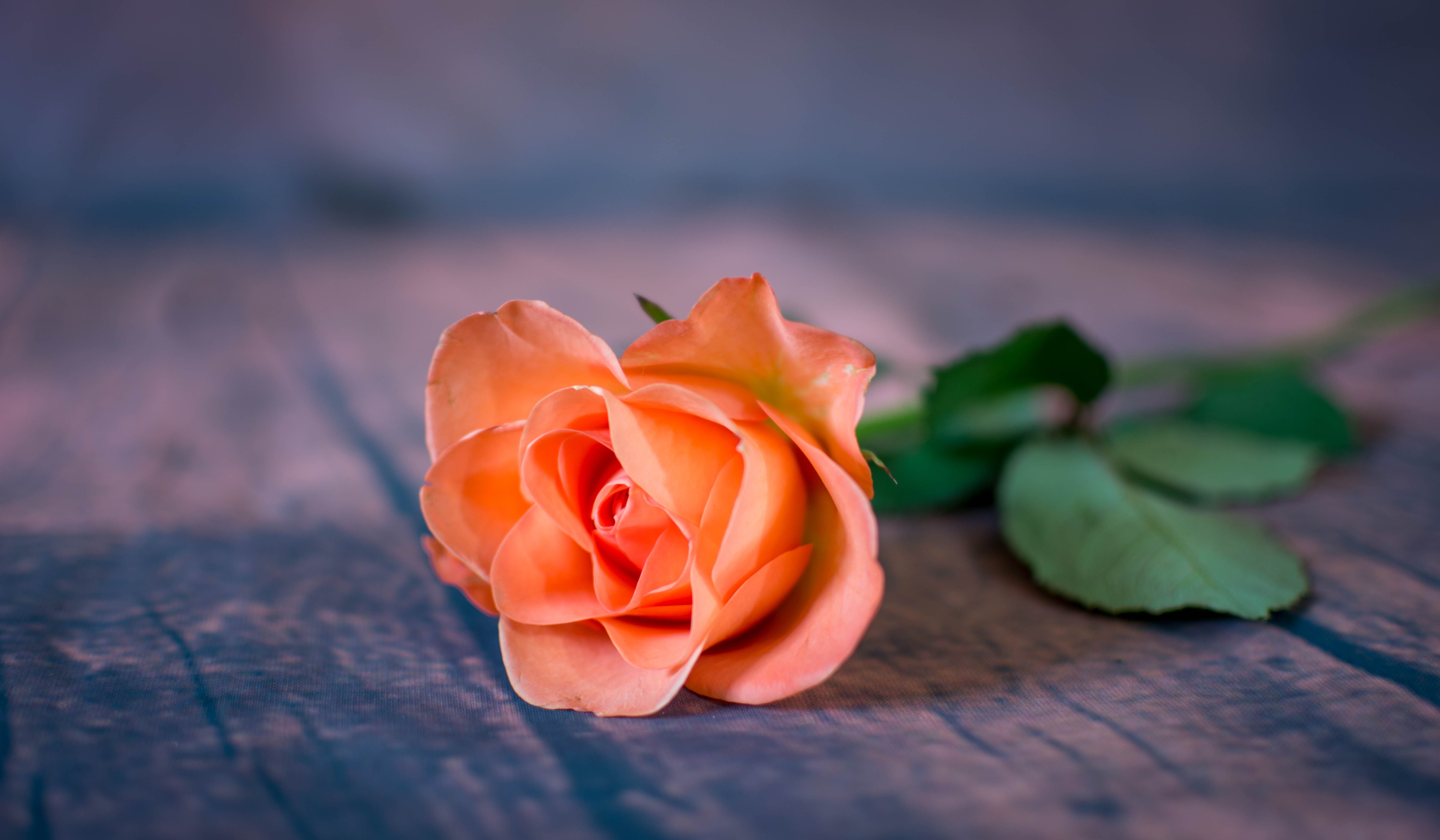 393179 скачать обои персиковый цветок, земля/природа, роза, цветок, флауэрсы - заставки и картинки бесплатно