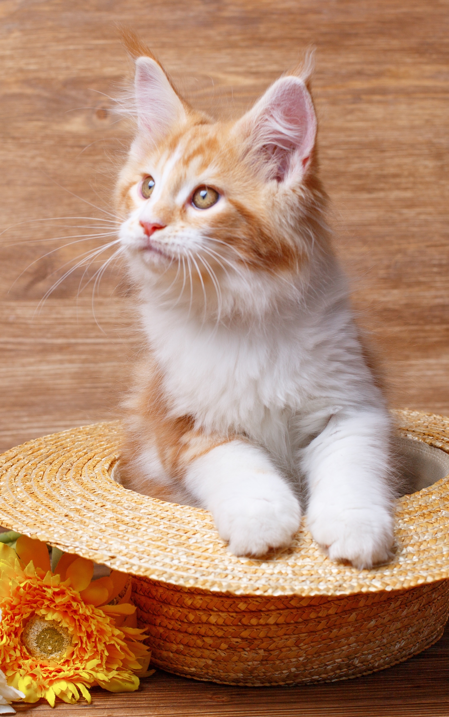無料モバイル壁紙動物, ネコ, 猫, 麦わら帽子をダウンロードします。
