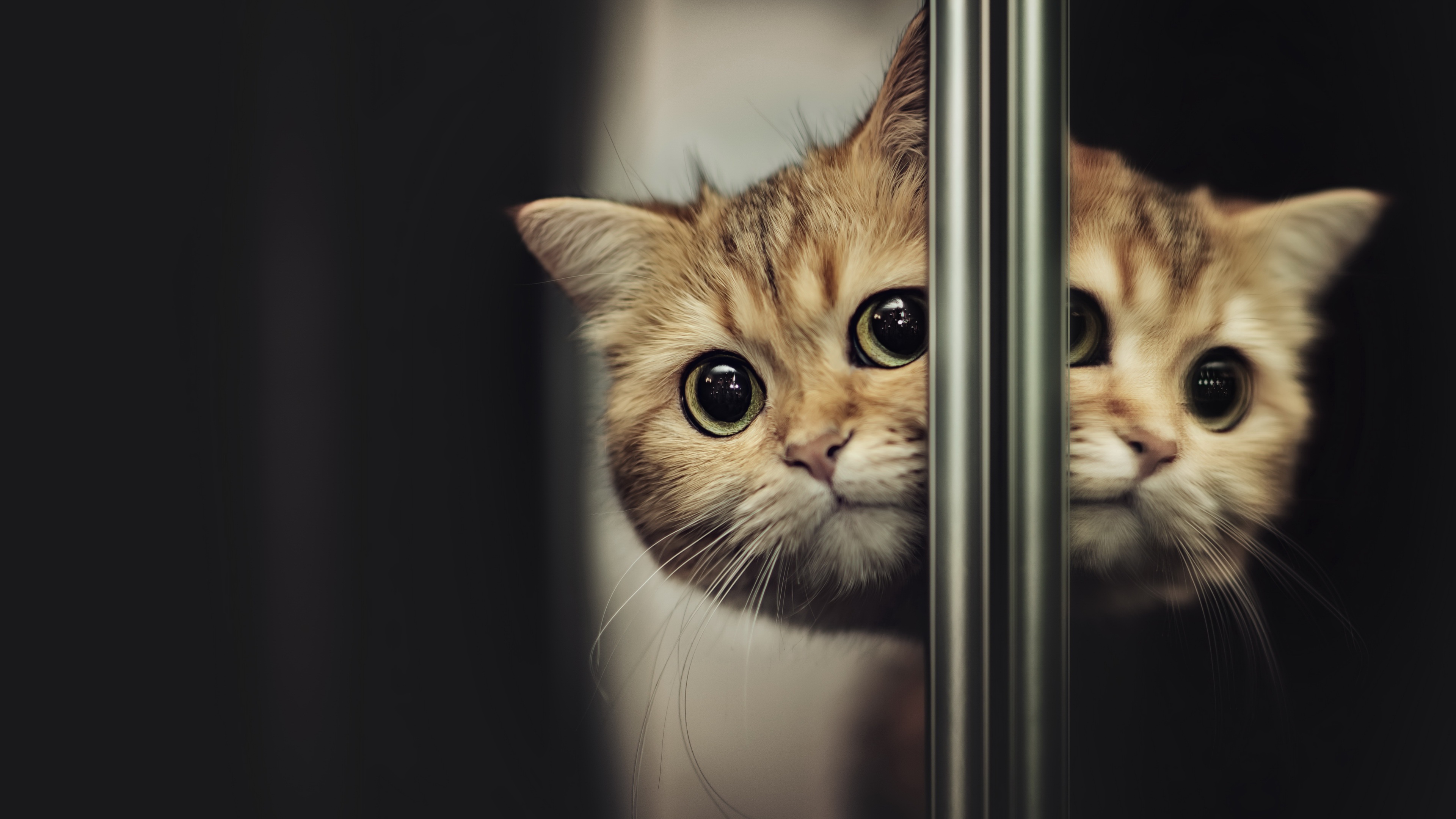 Free download wallpaper Cats, Reflection, Cat, Muzzle, Animal on your PC desktop