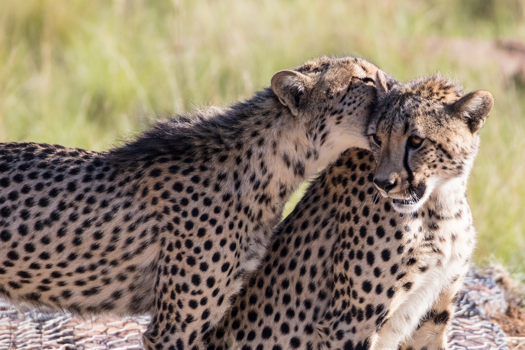 Téléchargez des papiers peints mobile Animaux, Chats, Guépard gratuitement.