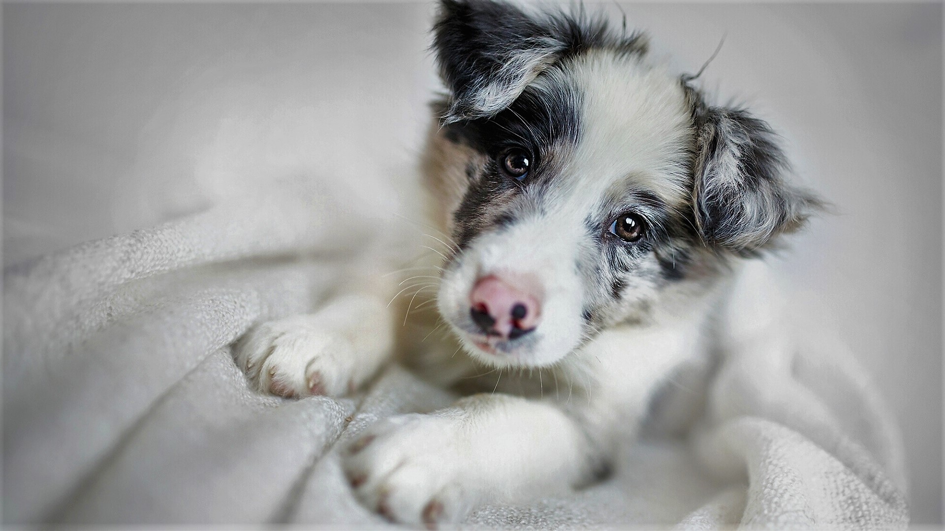 Download mobile wallpaper Dogs, Muzzle, Animal, Puppy, Face, Cute, Border Collie, Baby Animal for free.