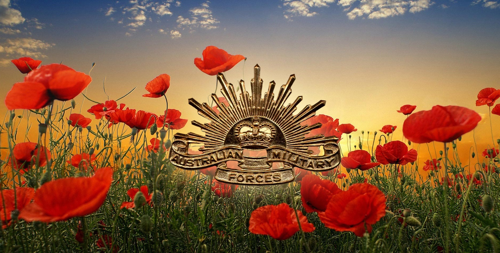 Free download wallpaper Flower, Holiday, Poppy, Anzac Day on your PC desktop