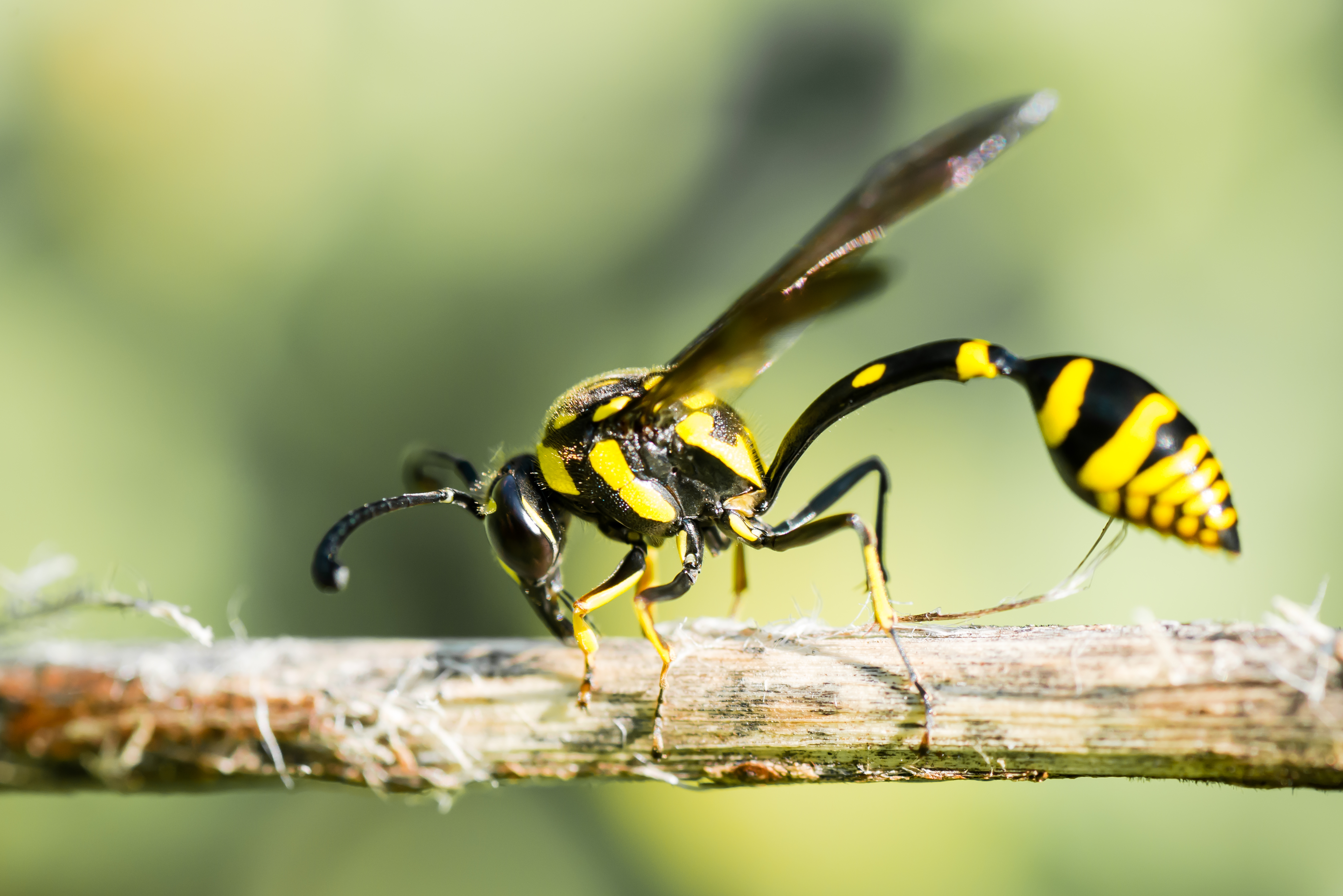 Download mobile wallpaper Wasp, Insects, Animal for free.